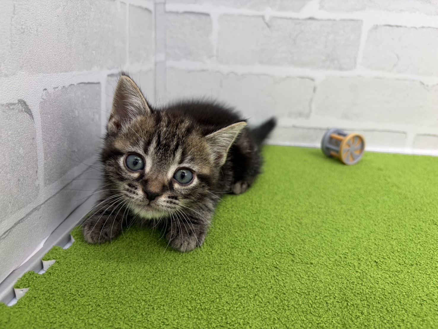 アメリカンショートヘアー