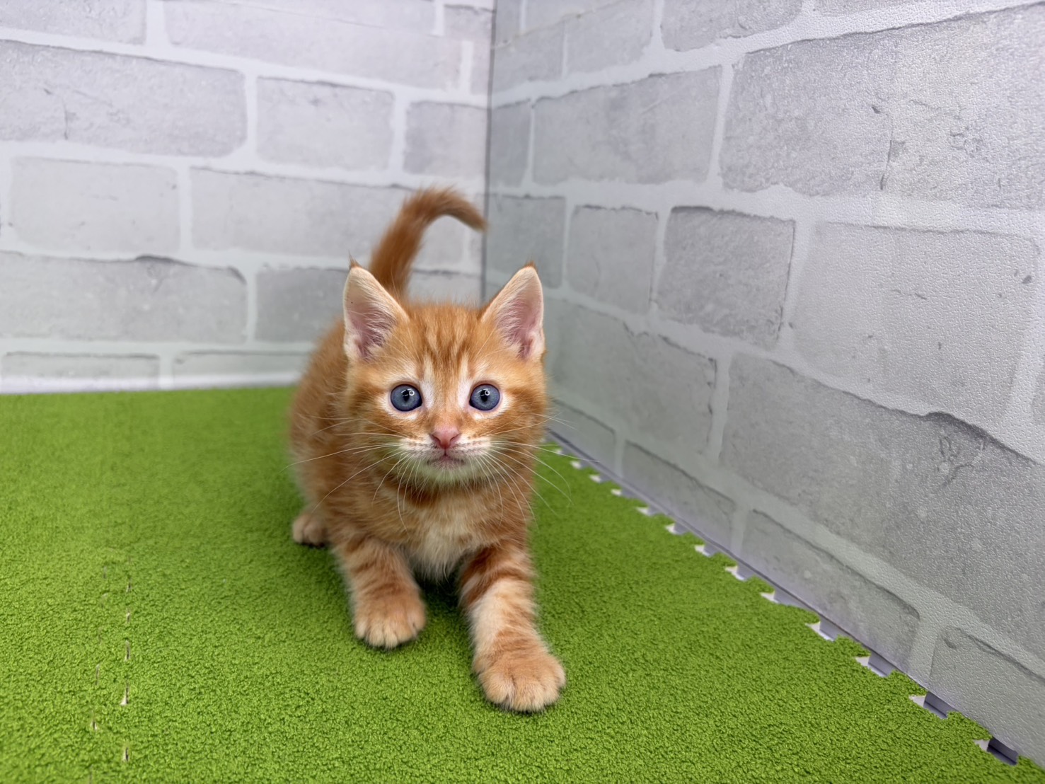 アメリカンショートヘアー