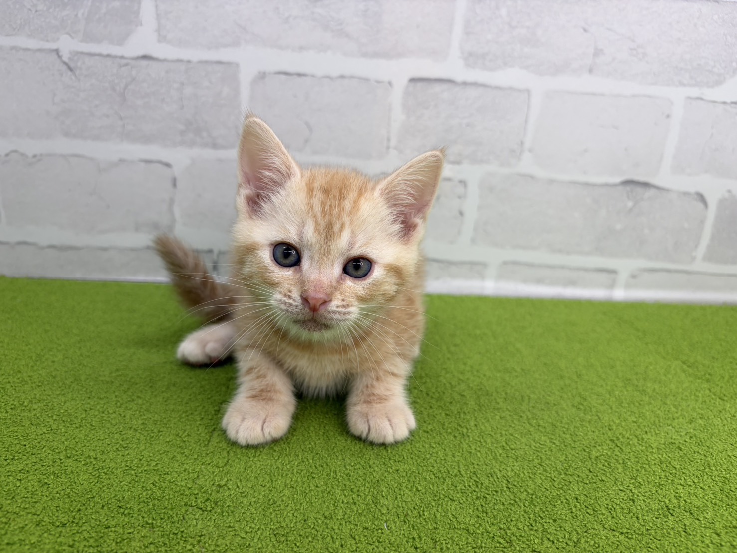 アメリカンショートヘアー