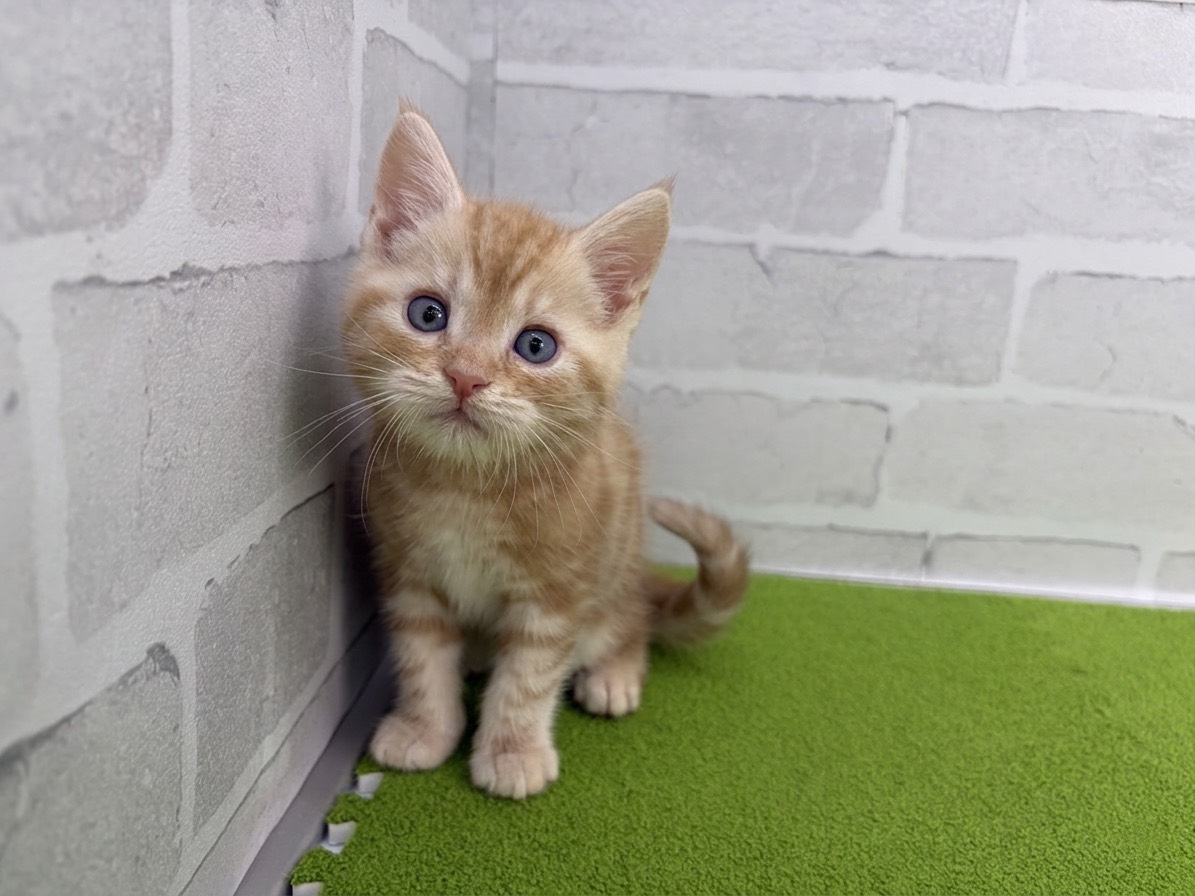 アメリカンショートヘアー