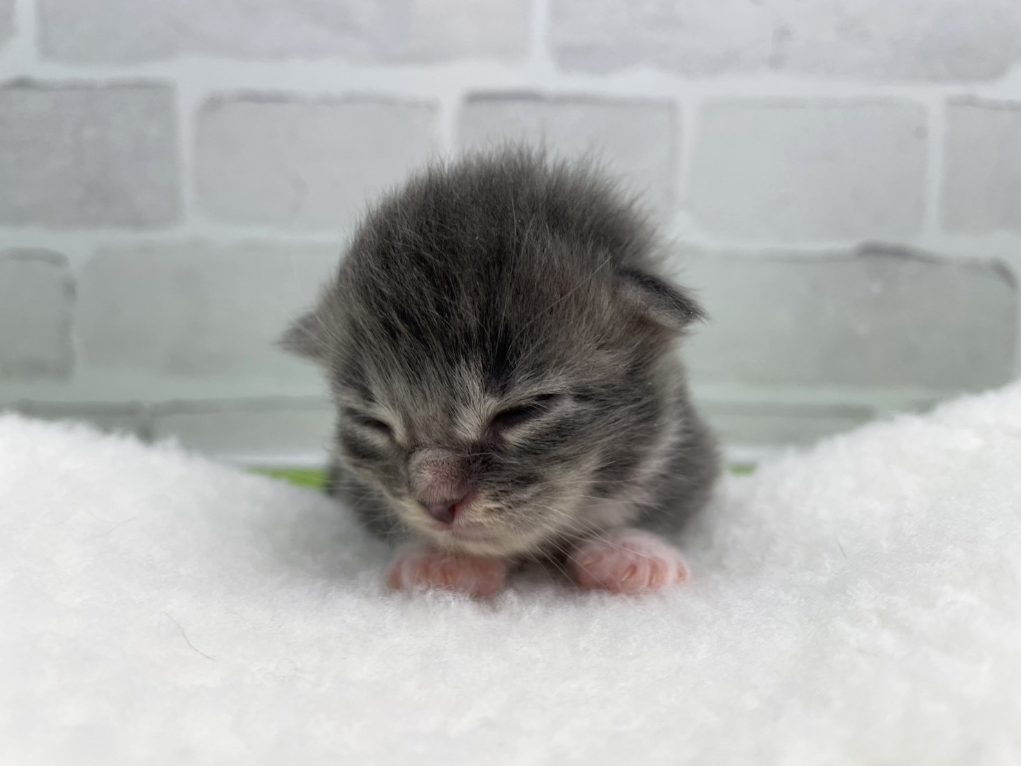 赤ちゃん写真1-1