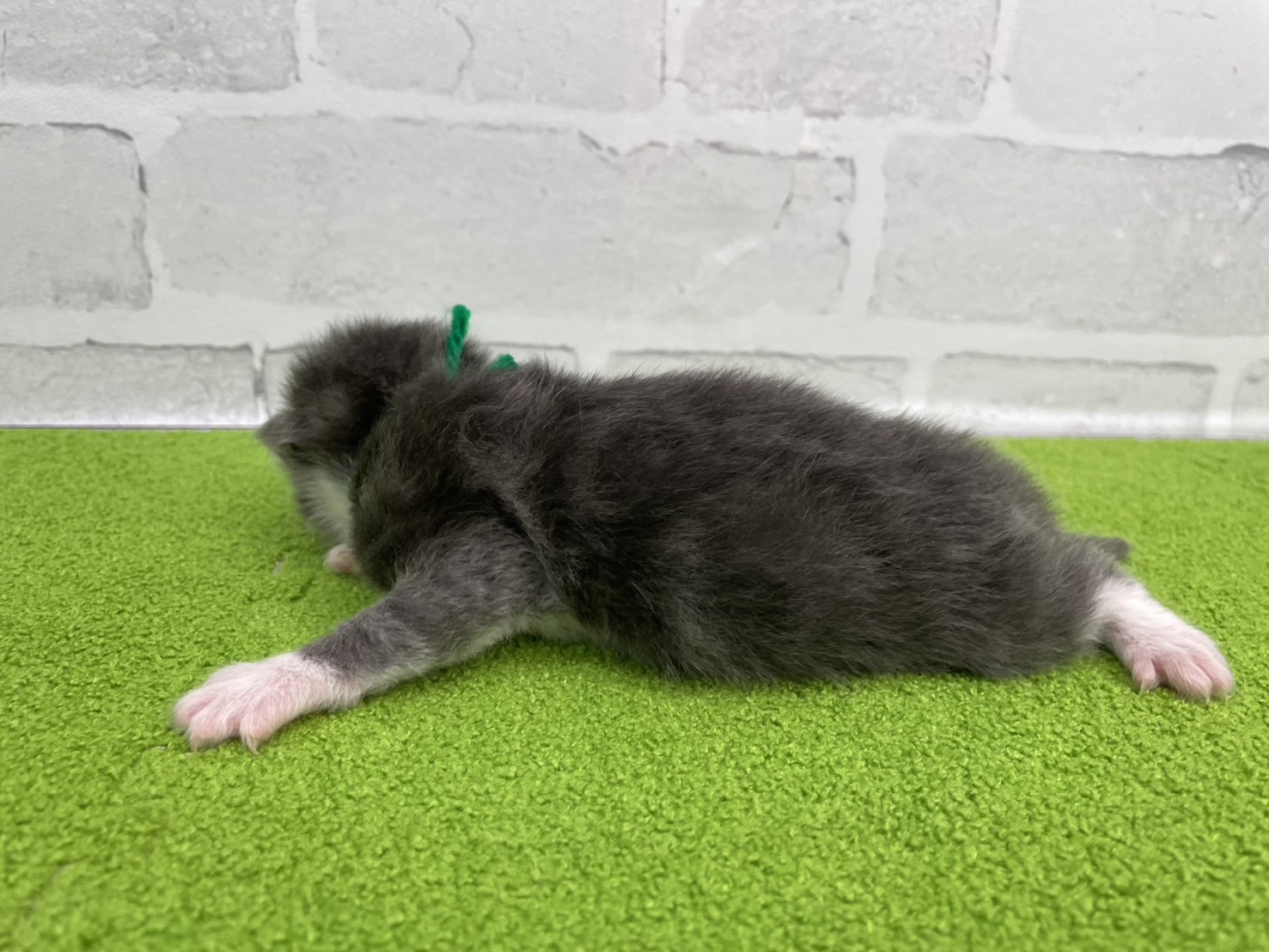 赤ちゃん写真1-2