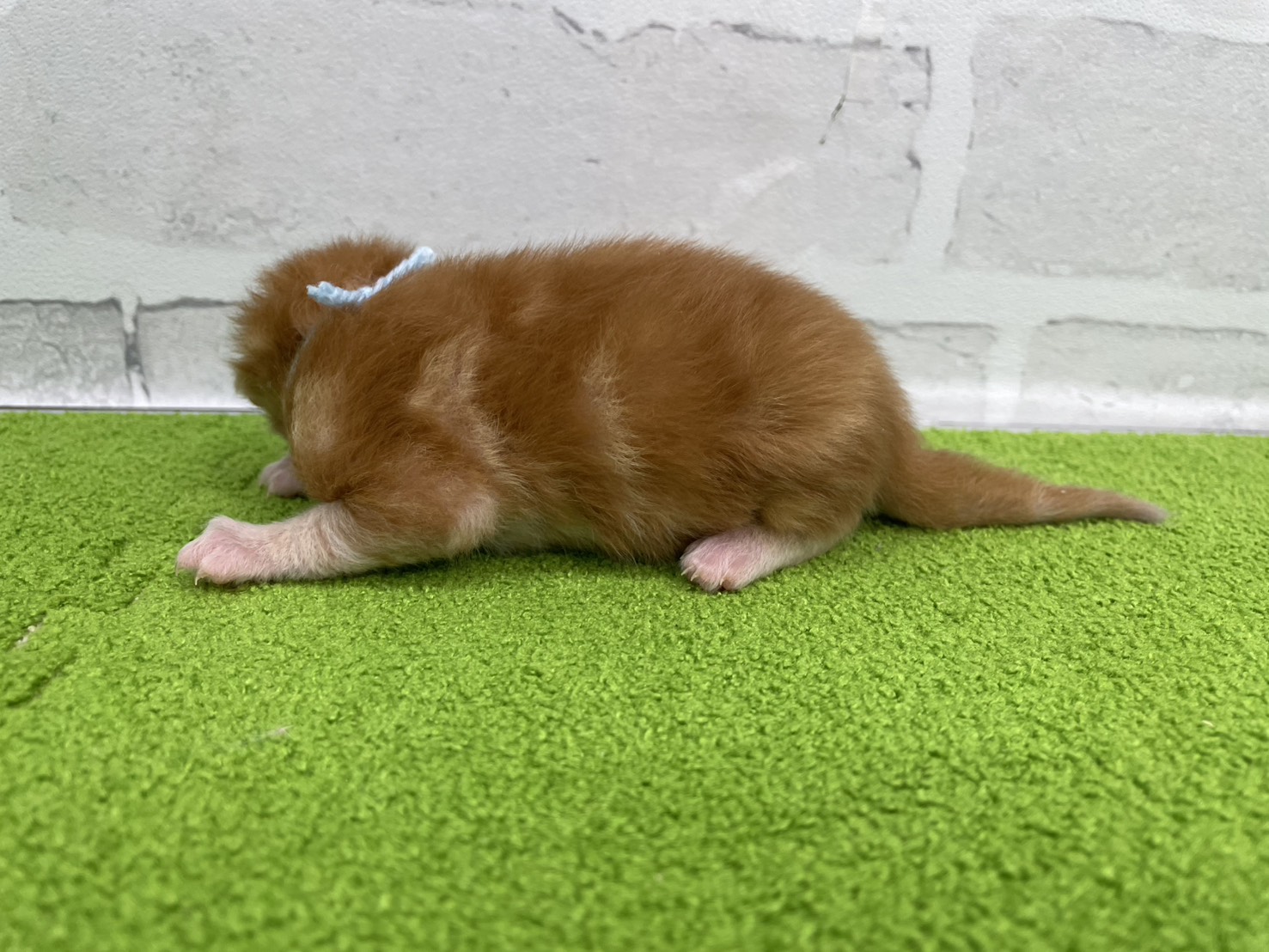 赤ちゃん写真1-2