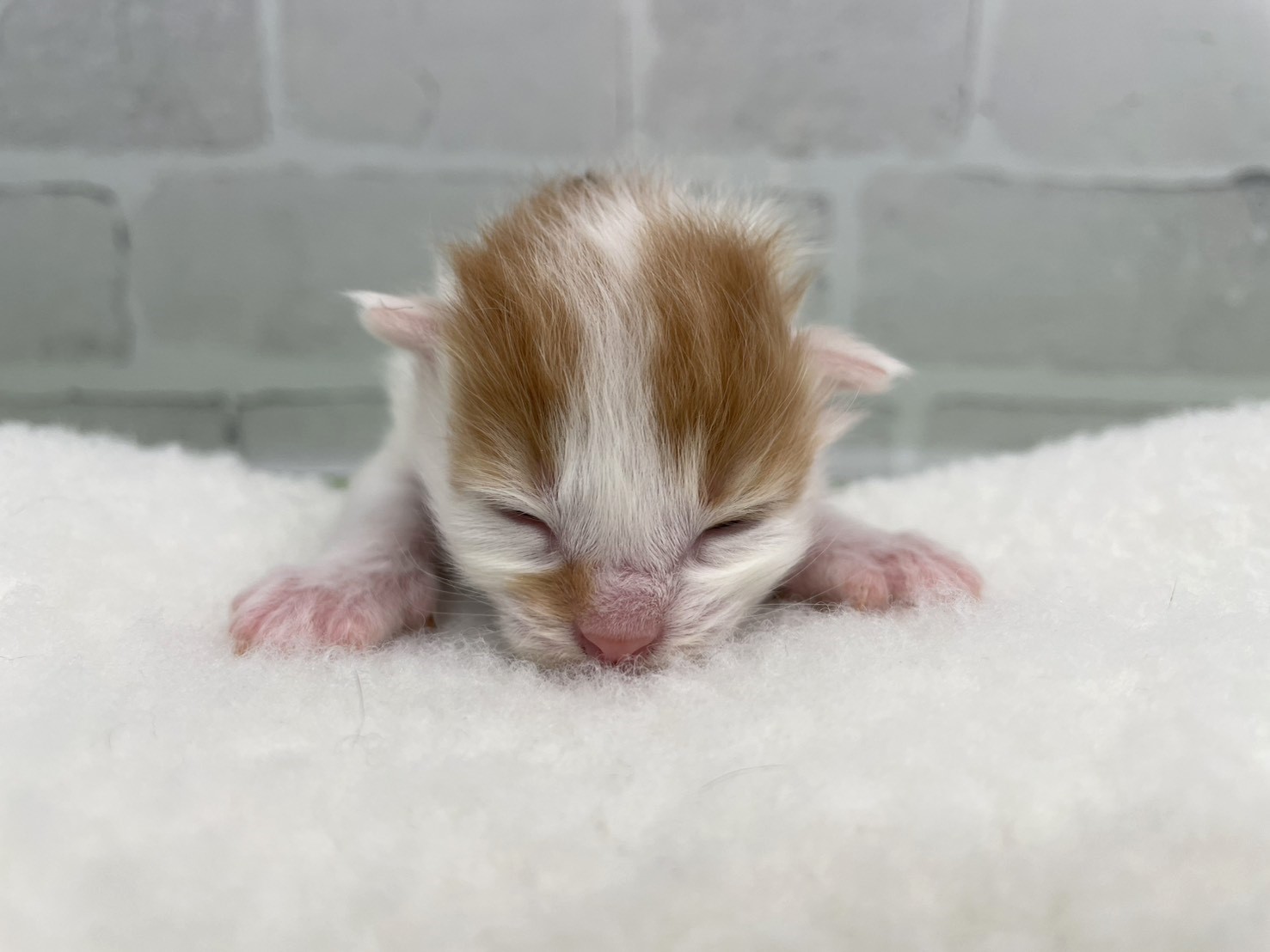 赤ちゃん写真1-1