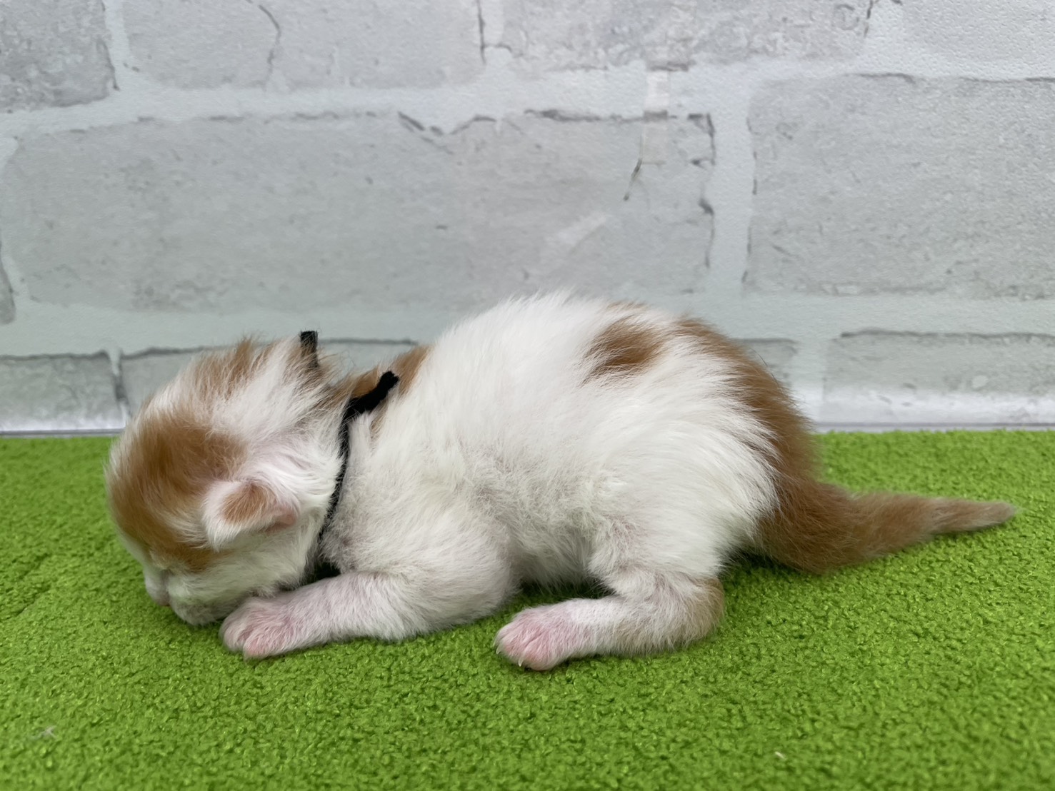 赤ちゃん写真1-2