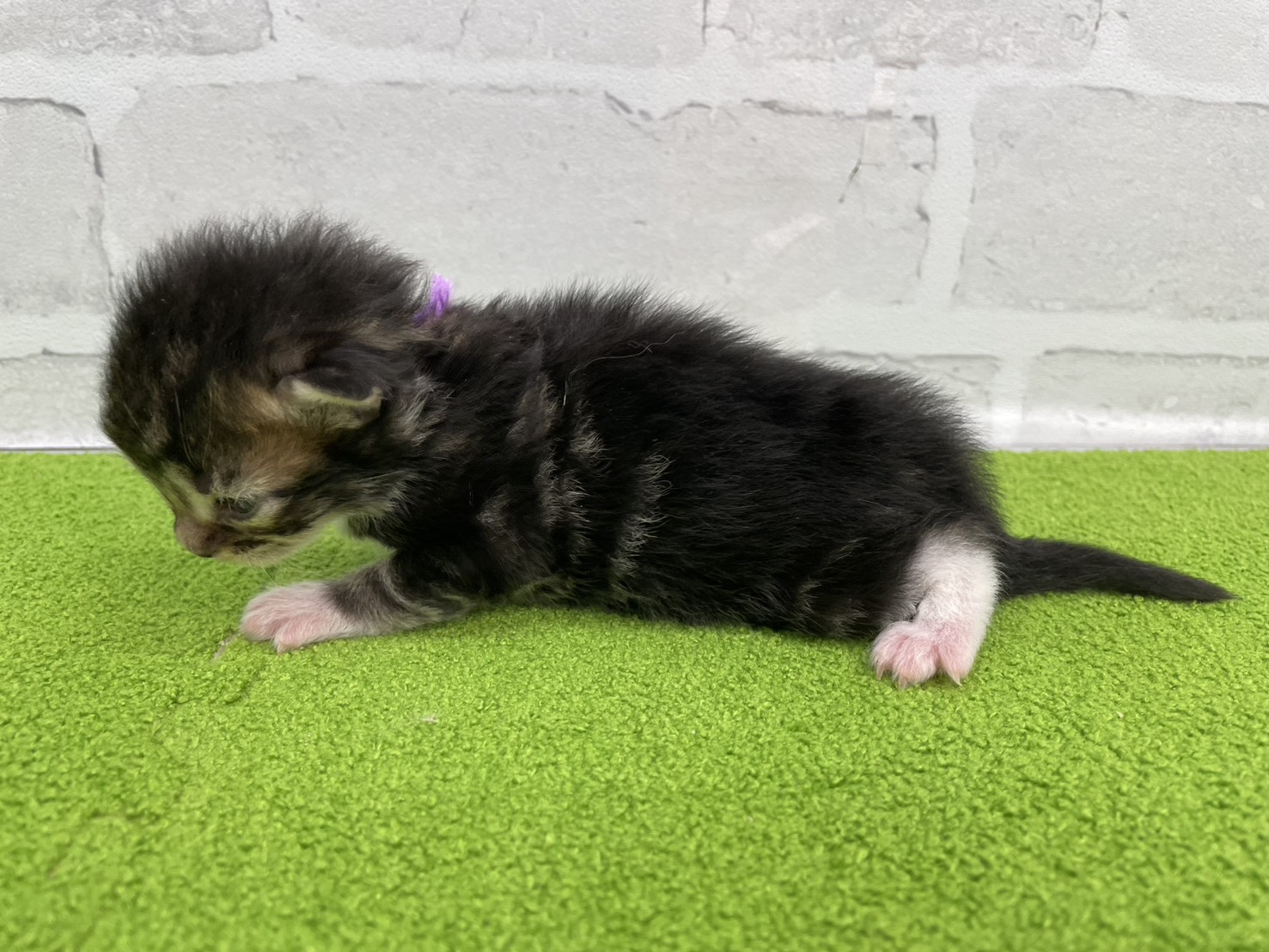 赤ちゃん写真1-2