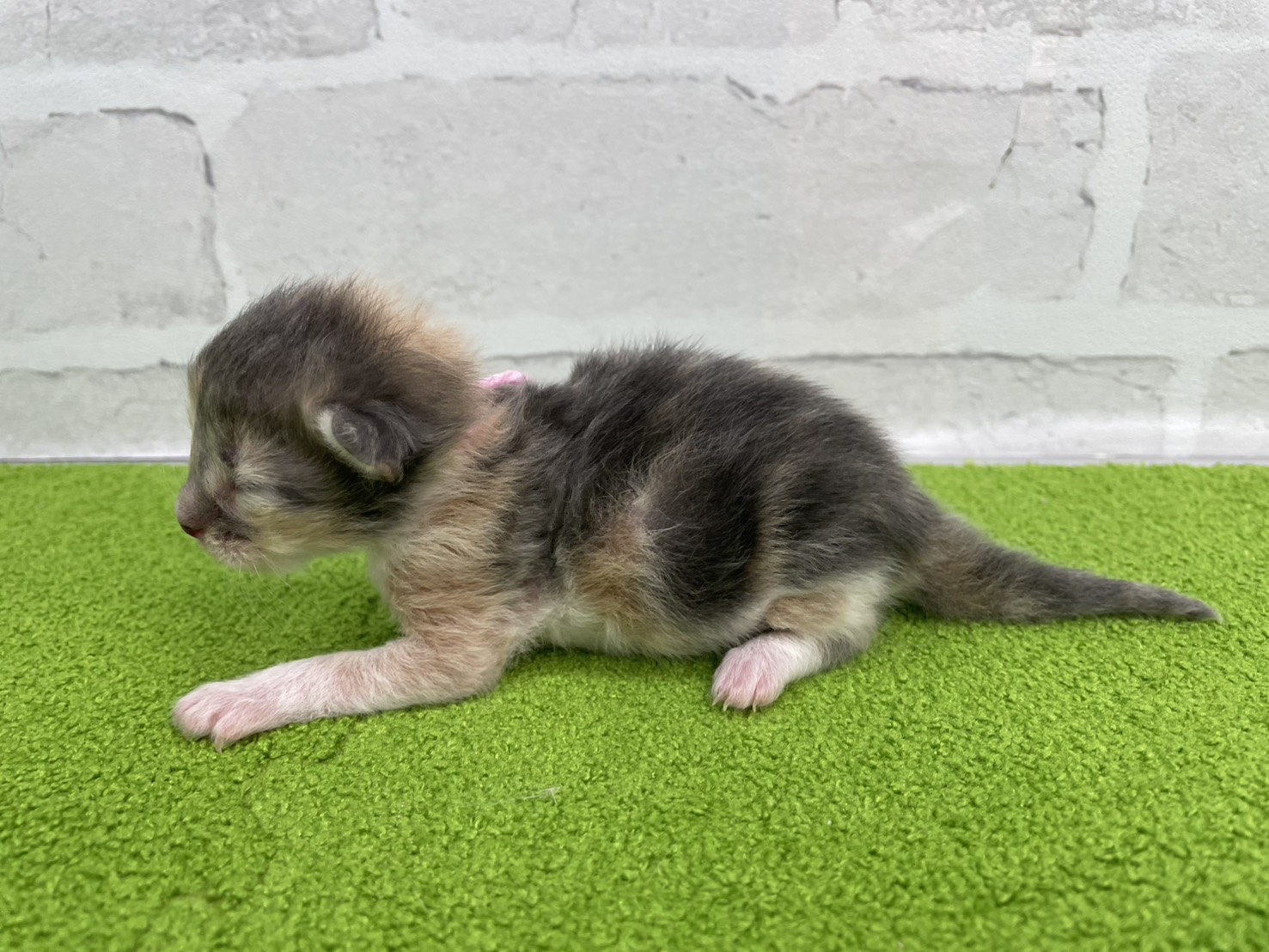 赤ちゃん写真1-2