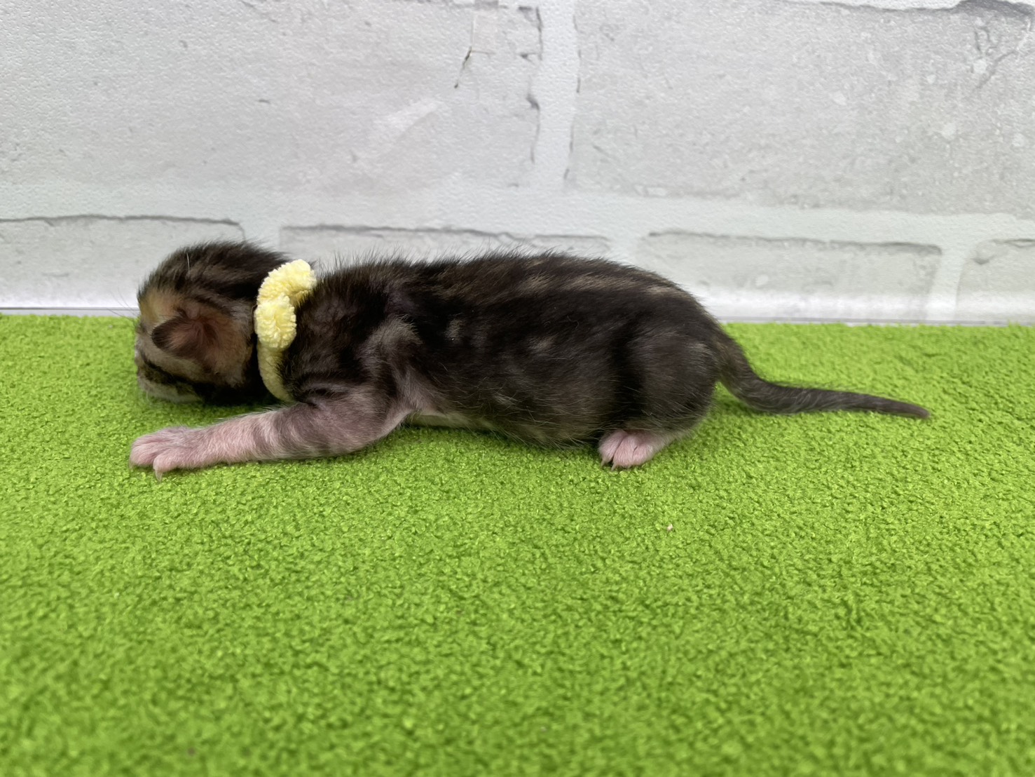 赤ちゃん写真1-2