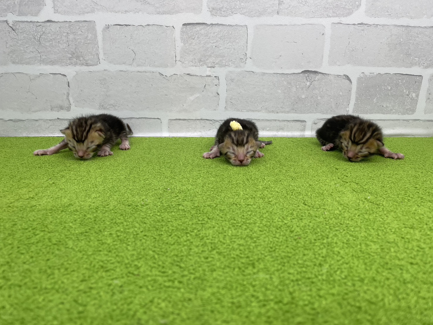 赤ちゃん写真1-3