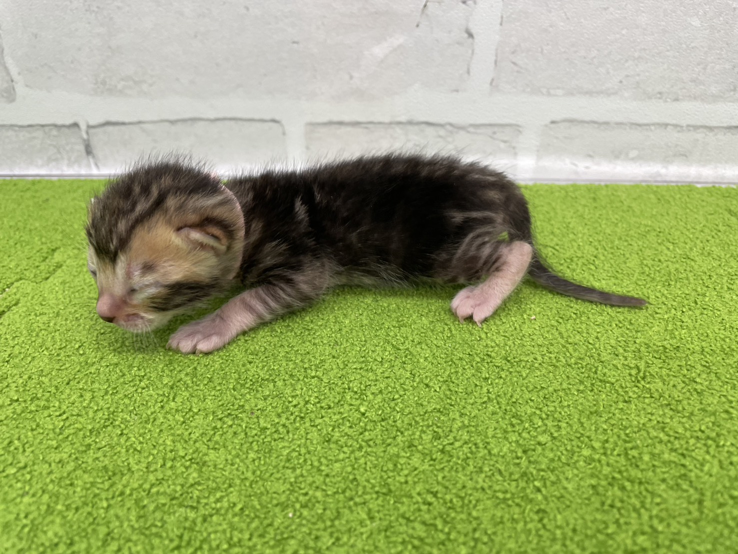赤ちゃん写真1-2