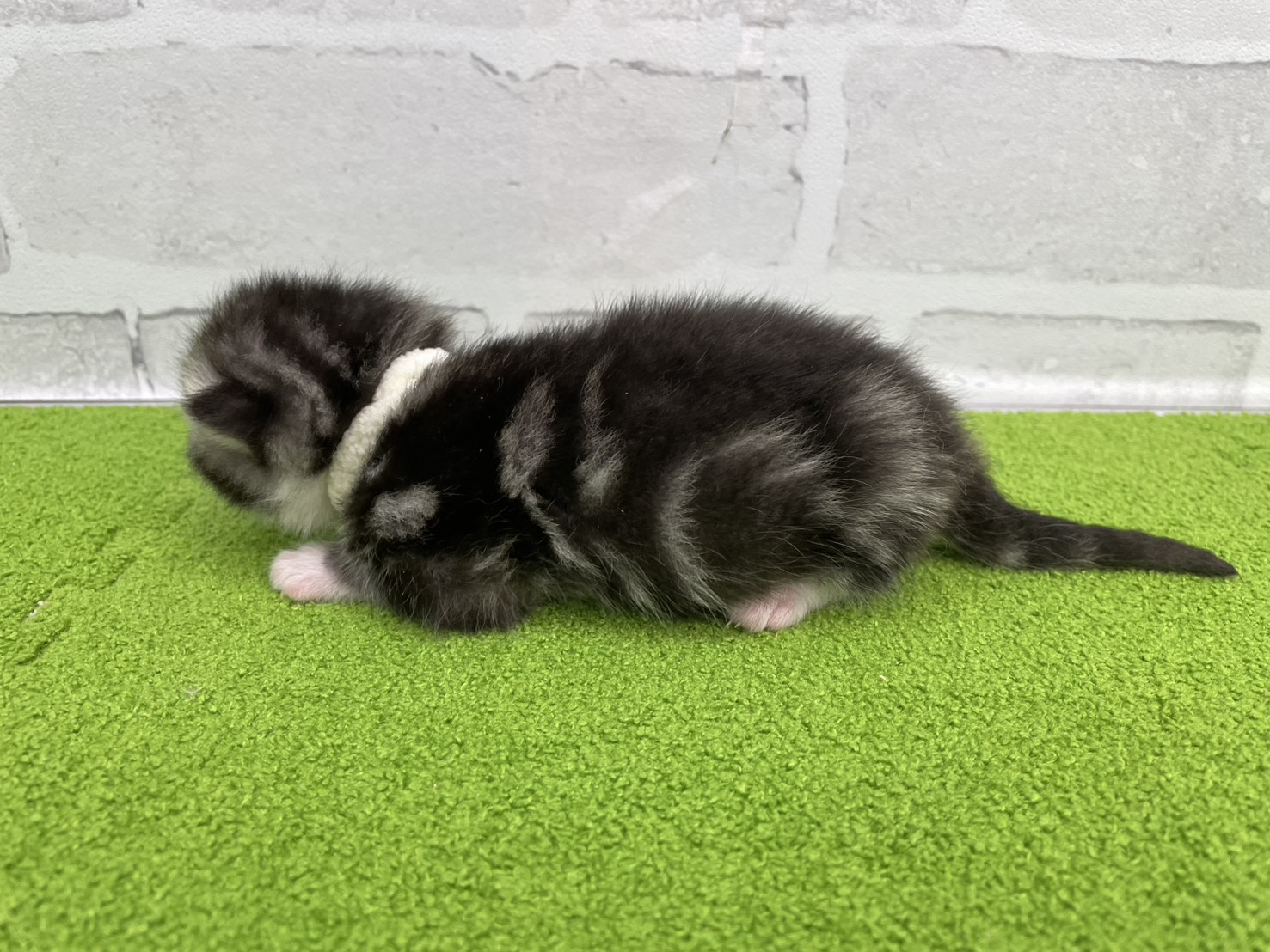 赤ちゃん写真1-2