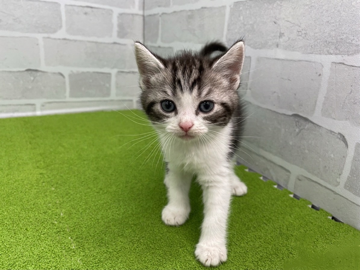 スコティッシュフォールド（立ち耳）