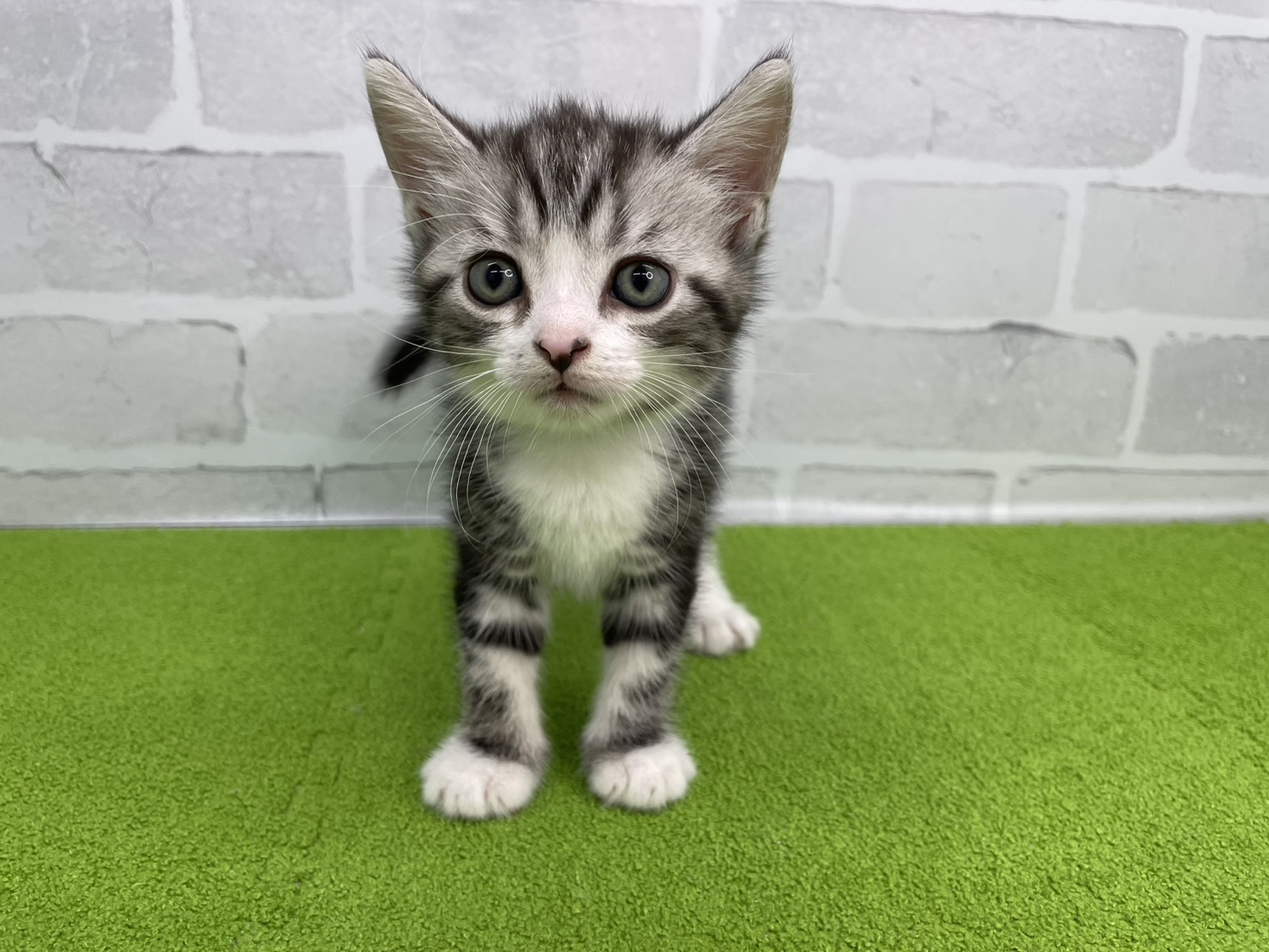 スコティッシュフォールド（立ち耳）