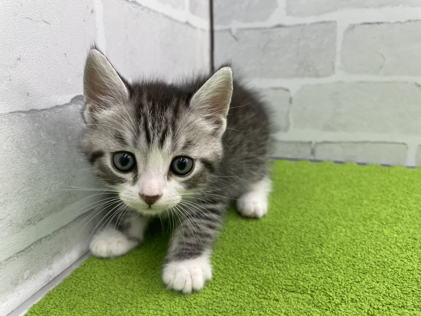 スコティッシュフォールド（立ち耳）