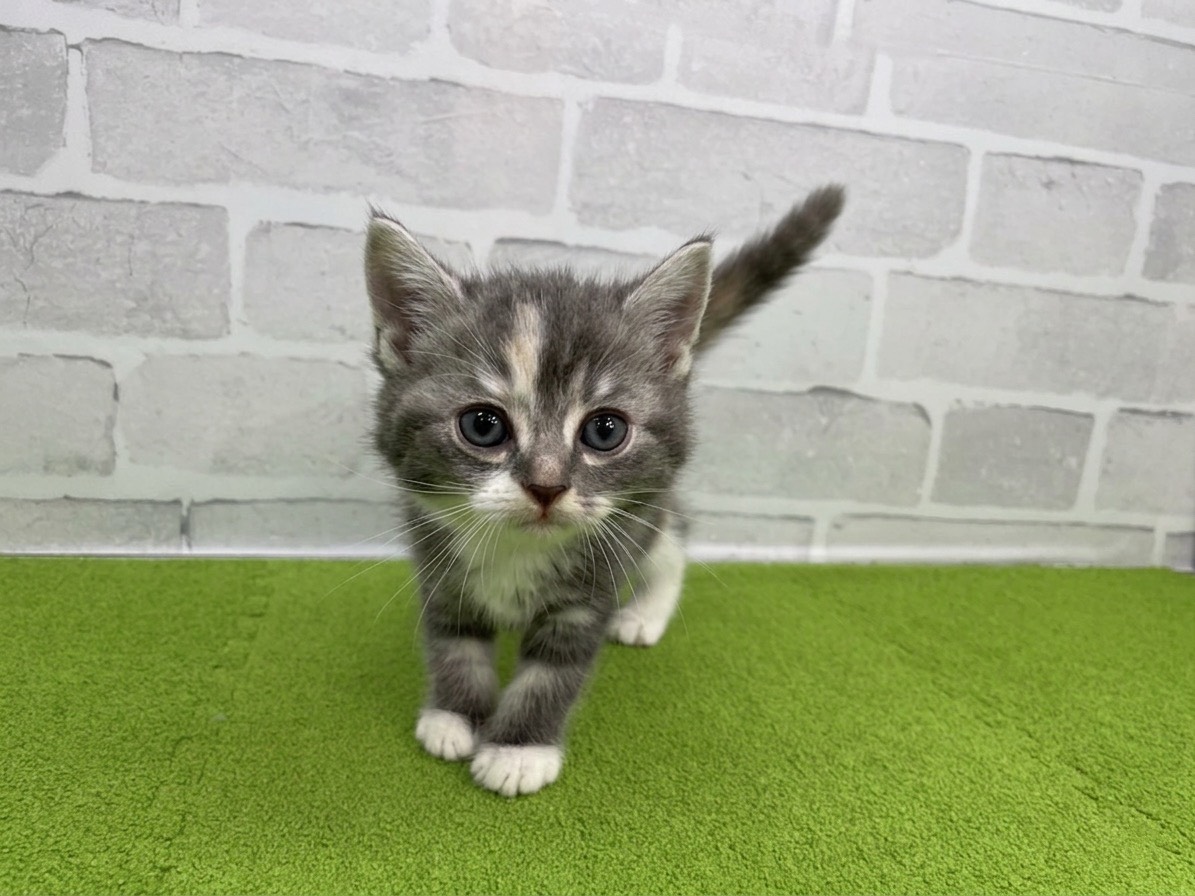 スコティッシュフォールド（立ち耳）