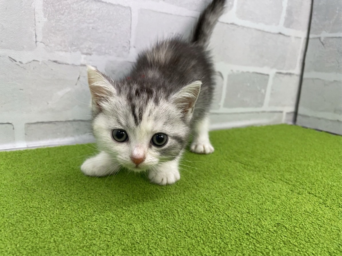 スコティッシュフォールド（立ち耳）