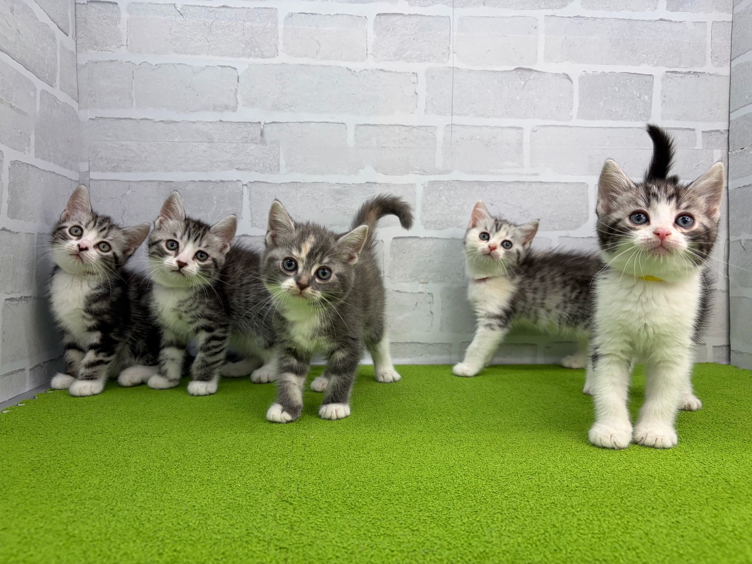 スコティッシュフォールド（立ち耳）の子猫（オス♂） 苫小牧店