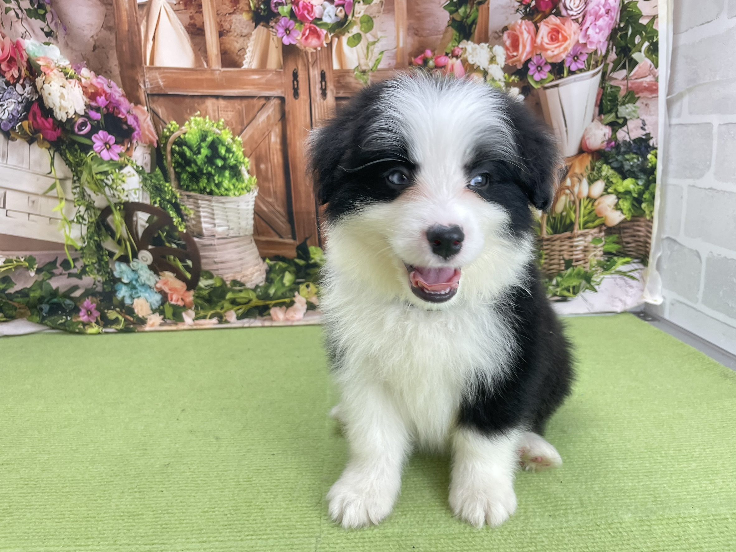 ボーダーコリー