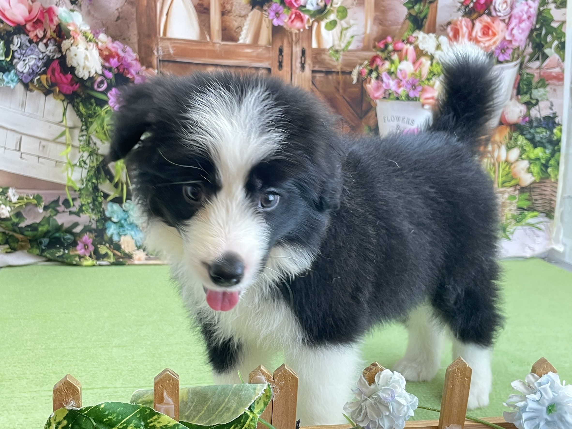 ボーダーコリー