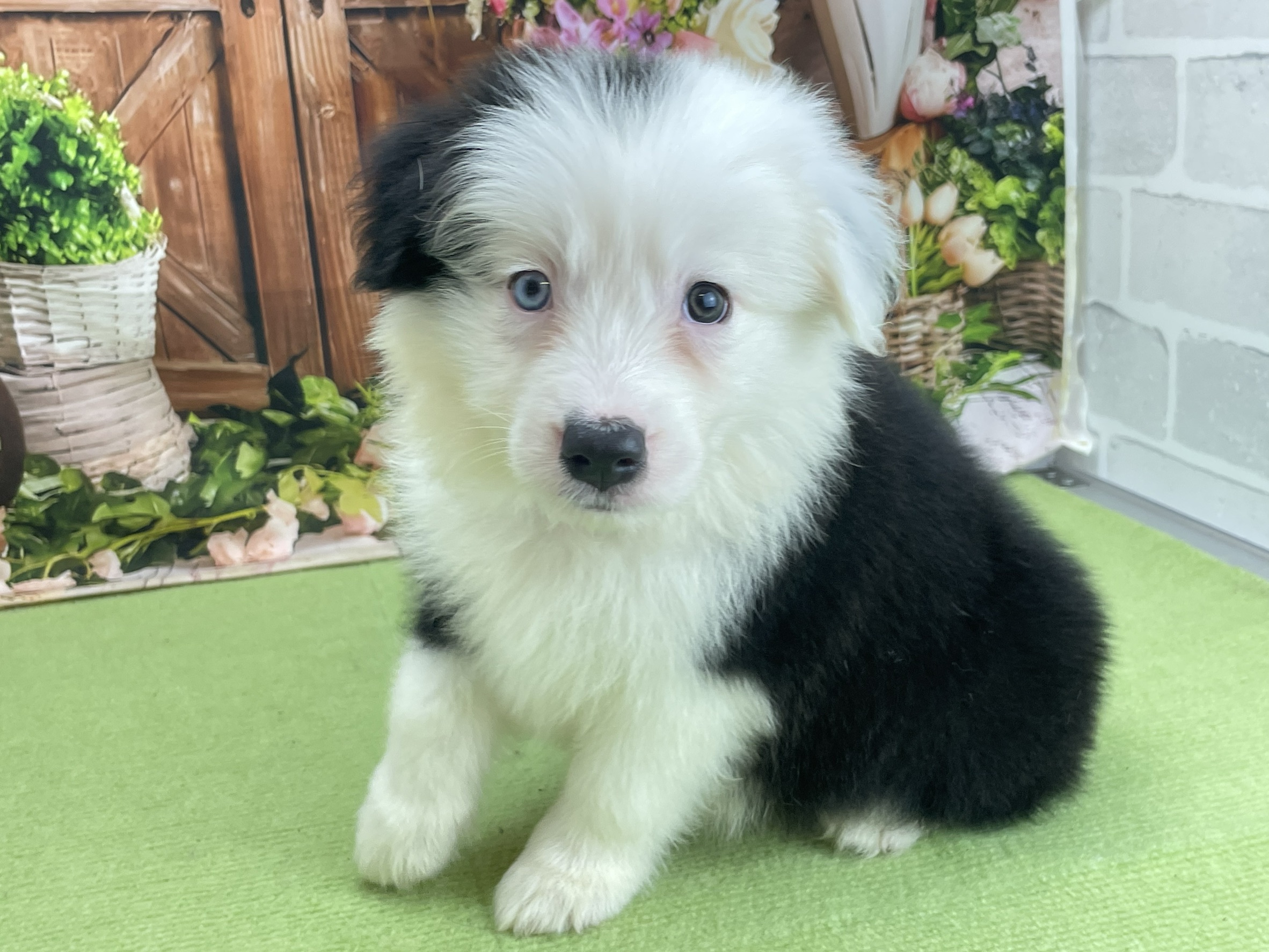 ボーダーコリー