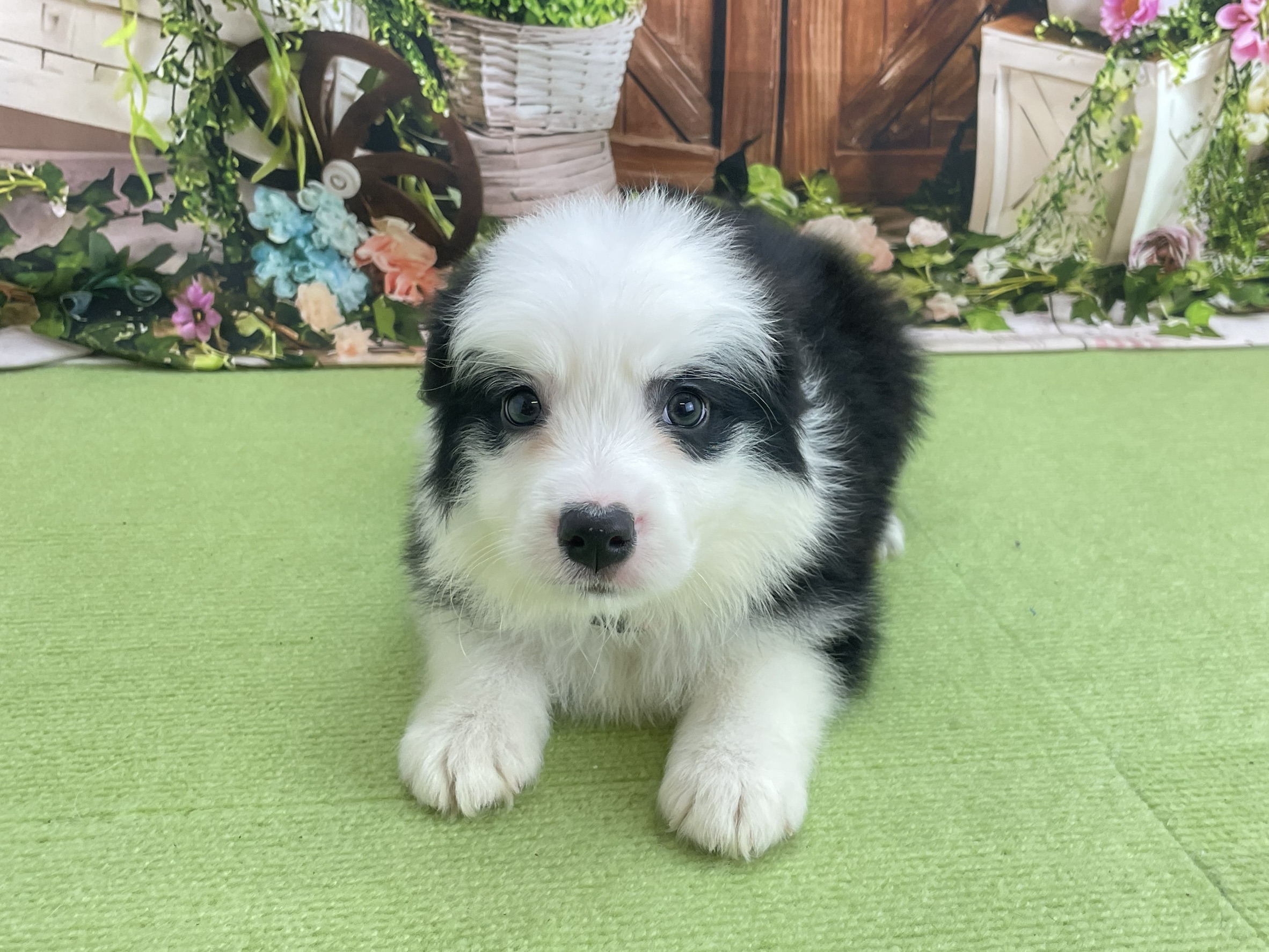 ボーダーコリー