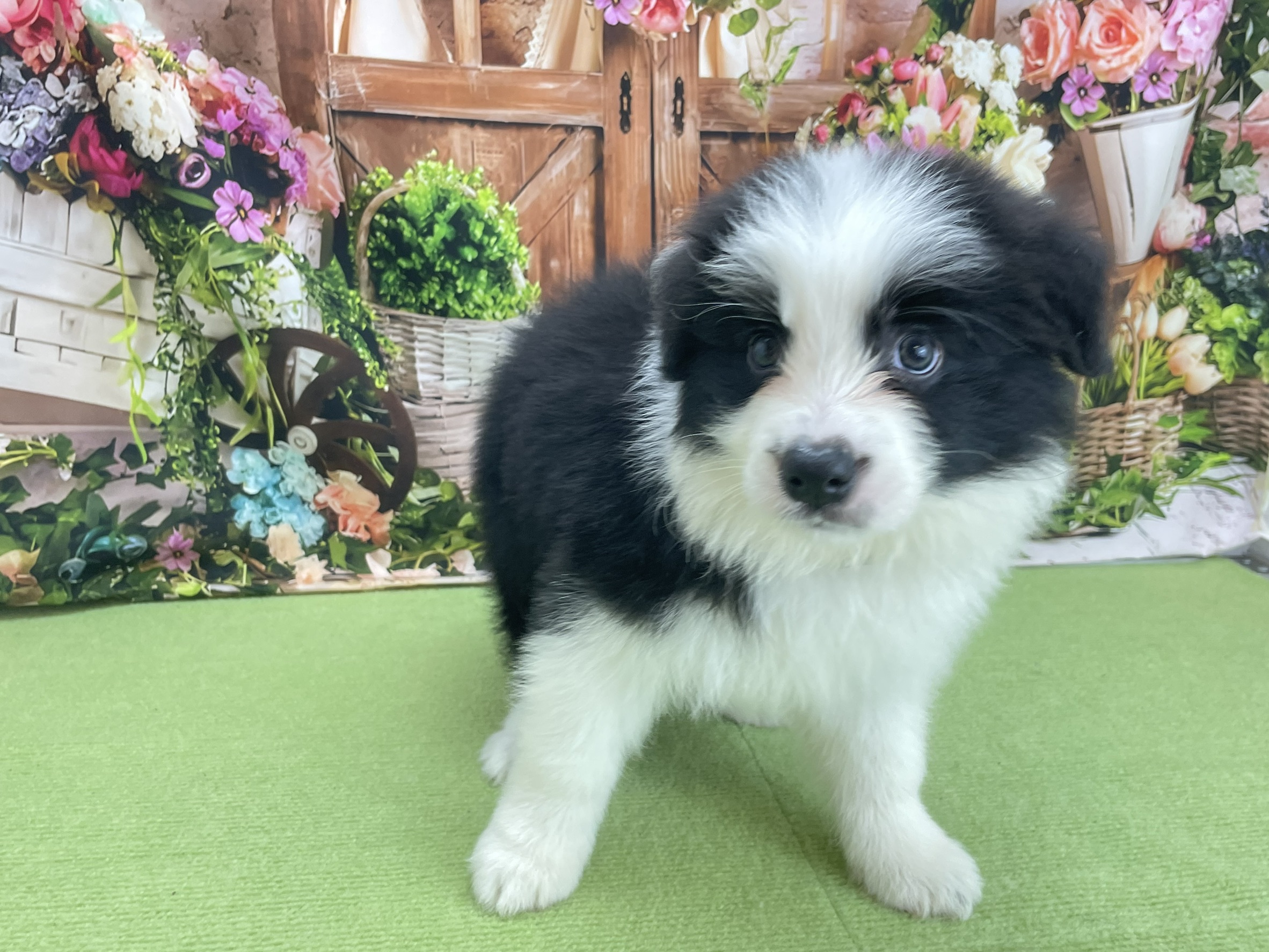 ボーダーコリー