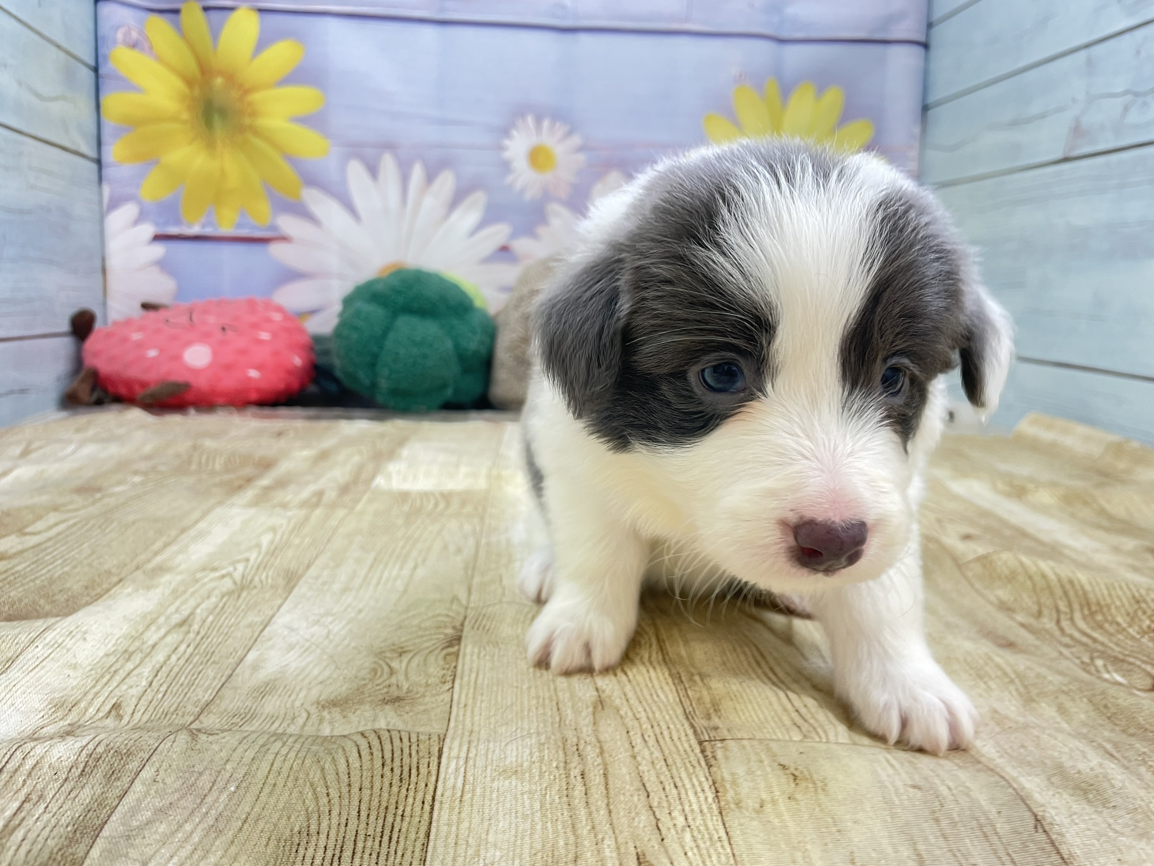 ボーダーコリー