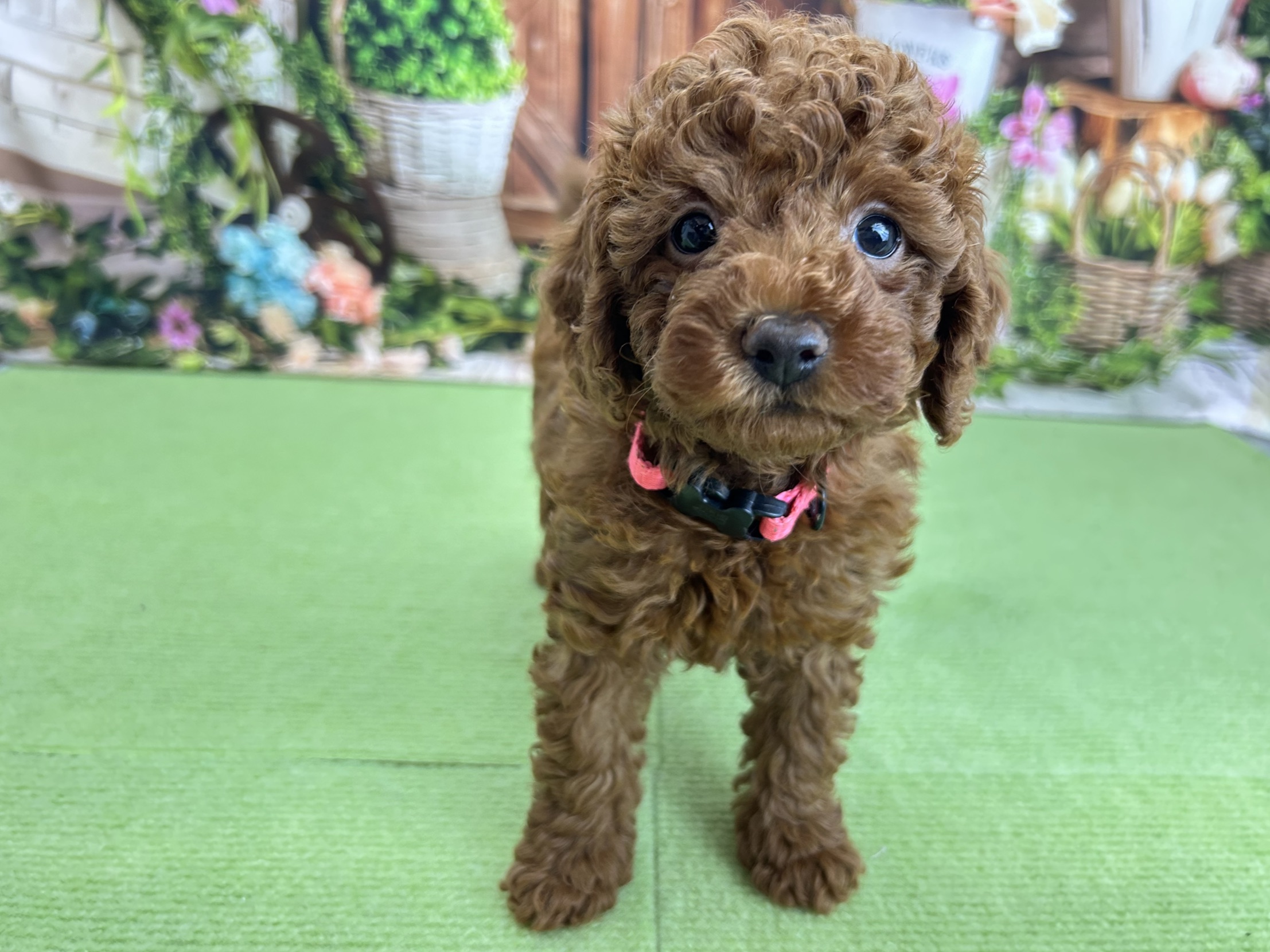 トイ・プードル