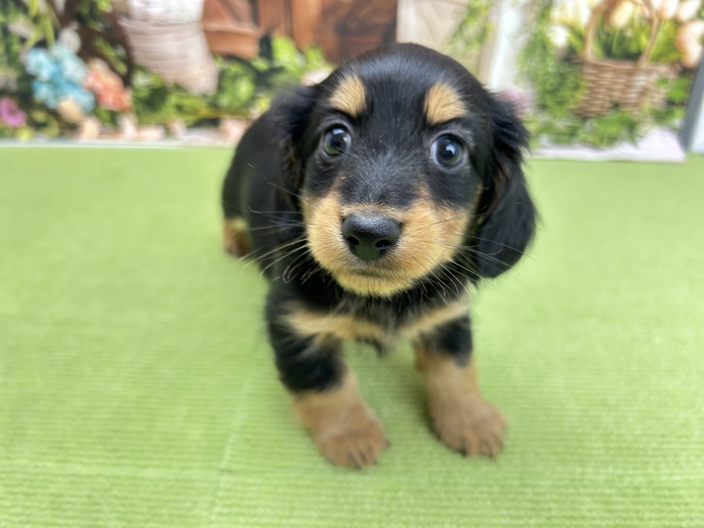 ミニチュア・ダックスフンド