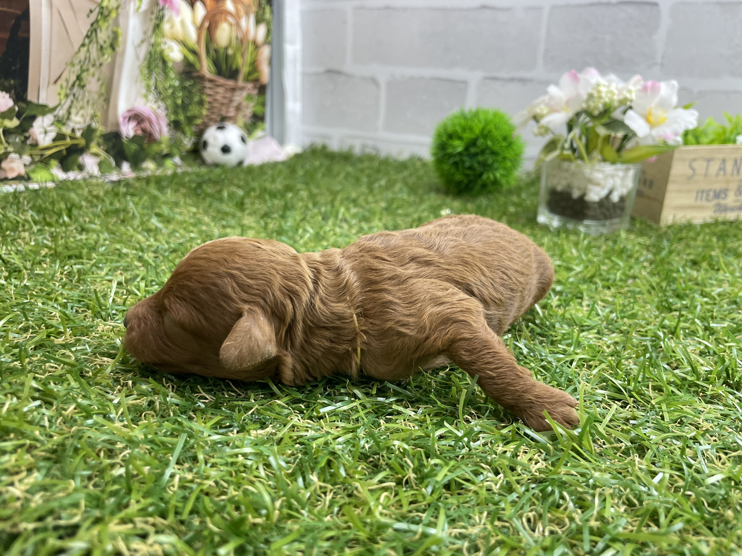 赤ちゃん写真1-2