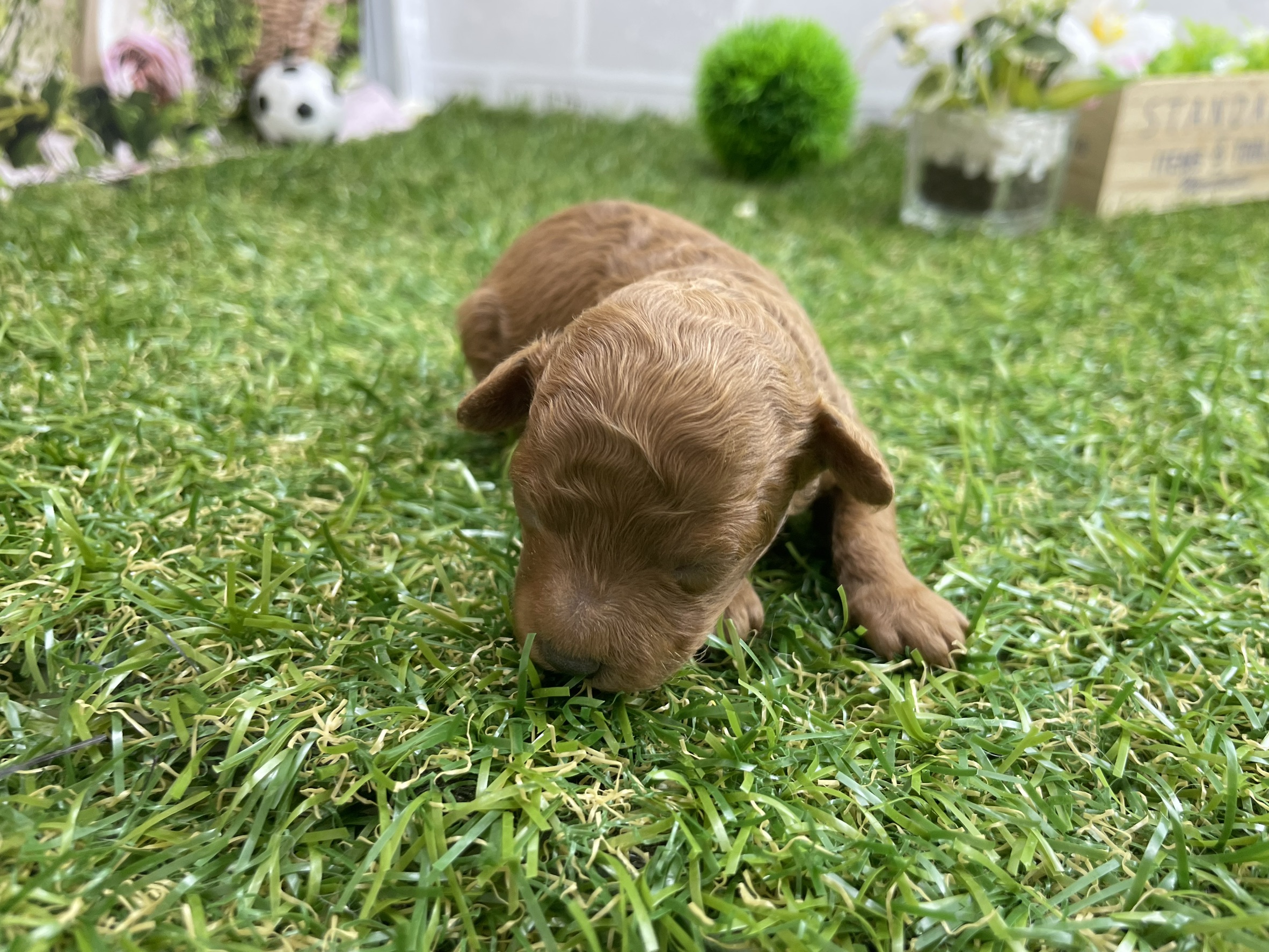 トイ・プードル