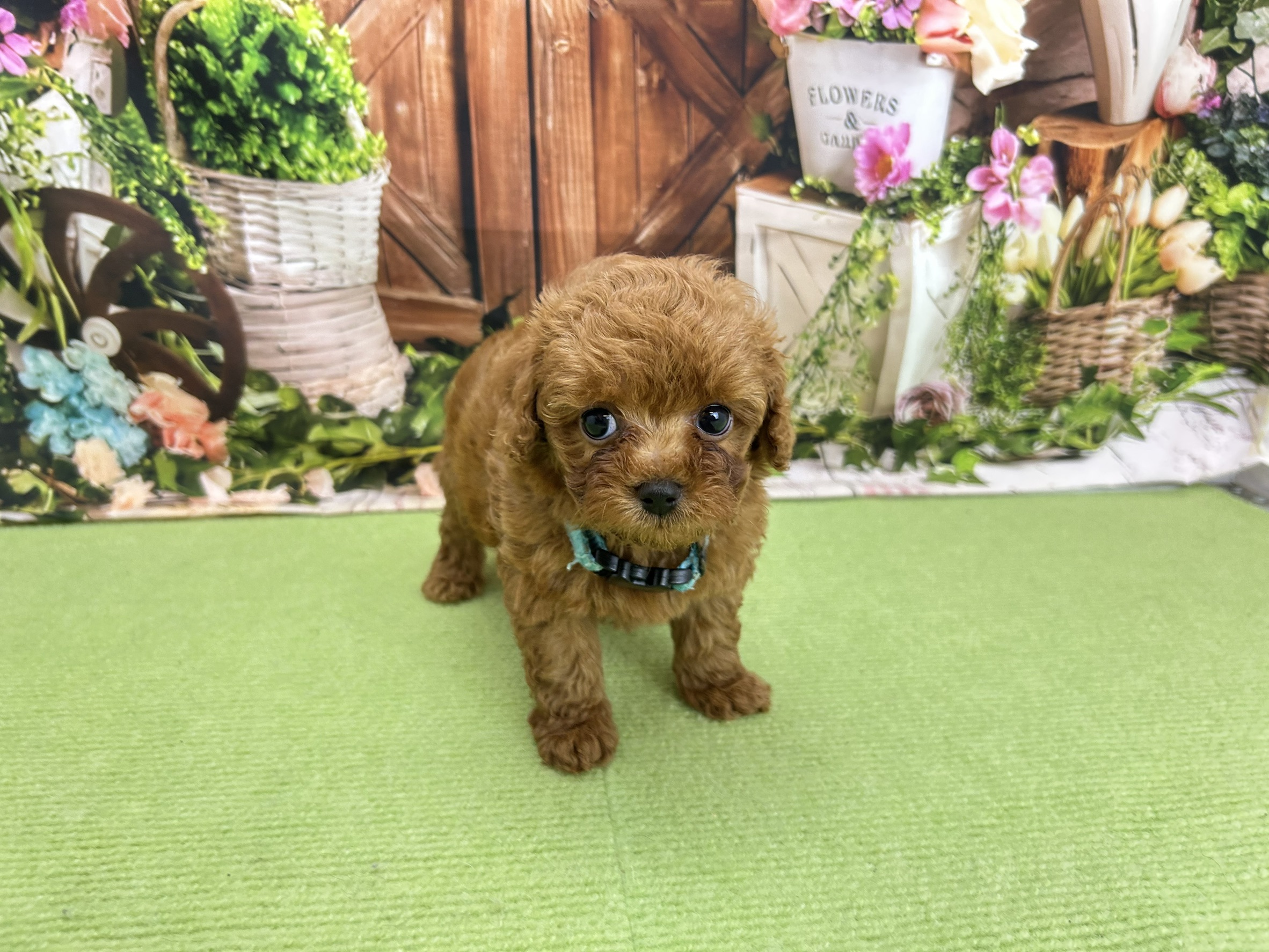 トイ・プードル