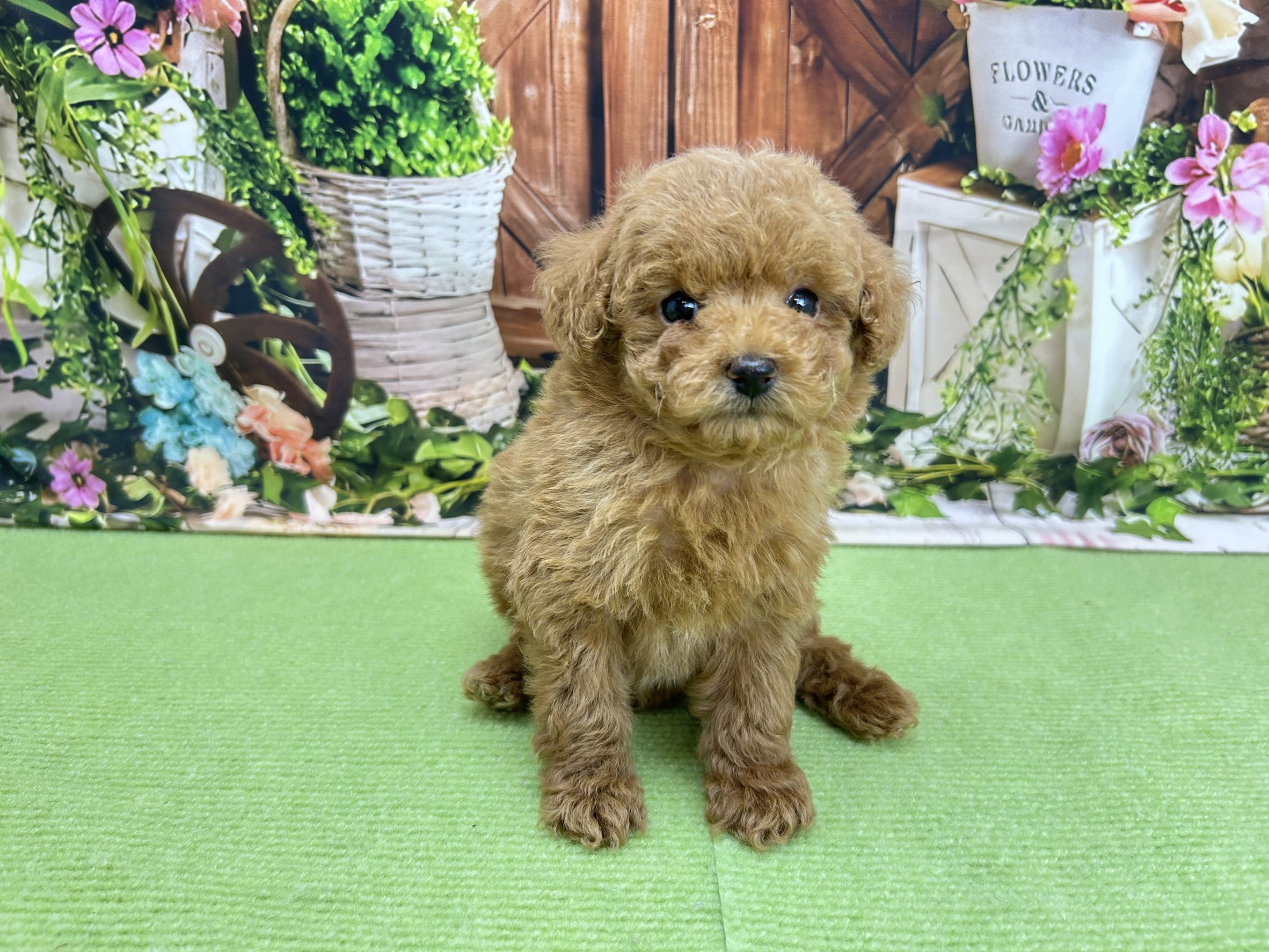 トイ・プードル