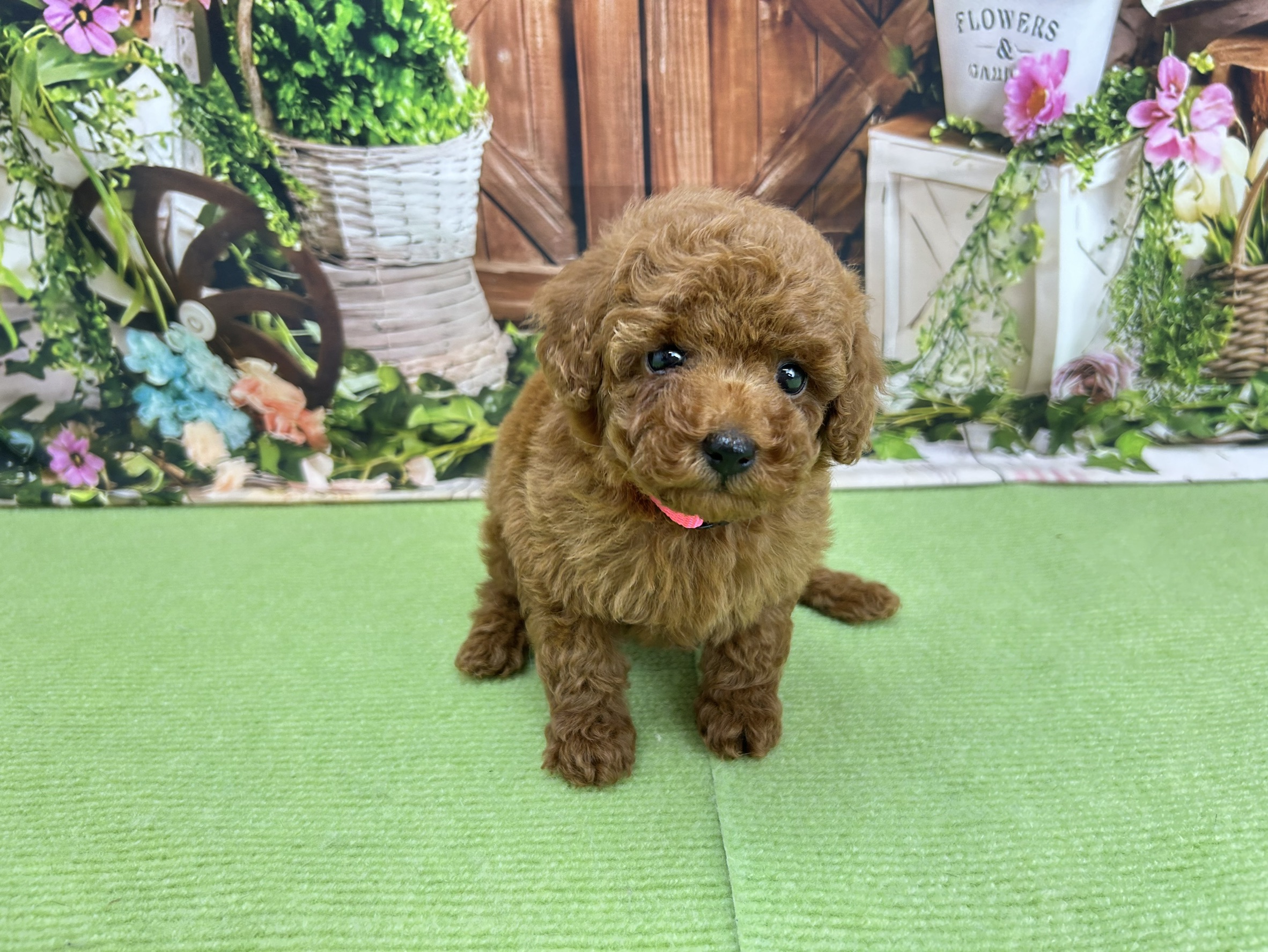 トイ・プードル