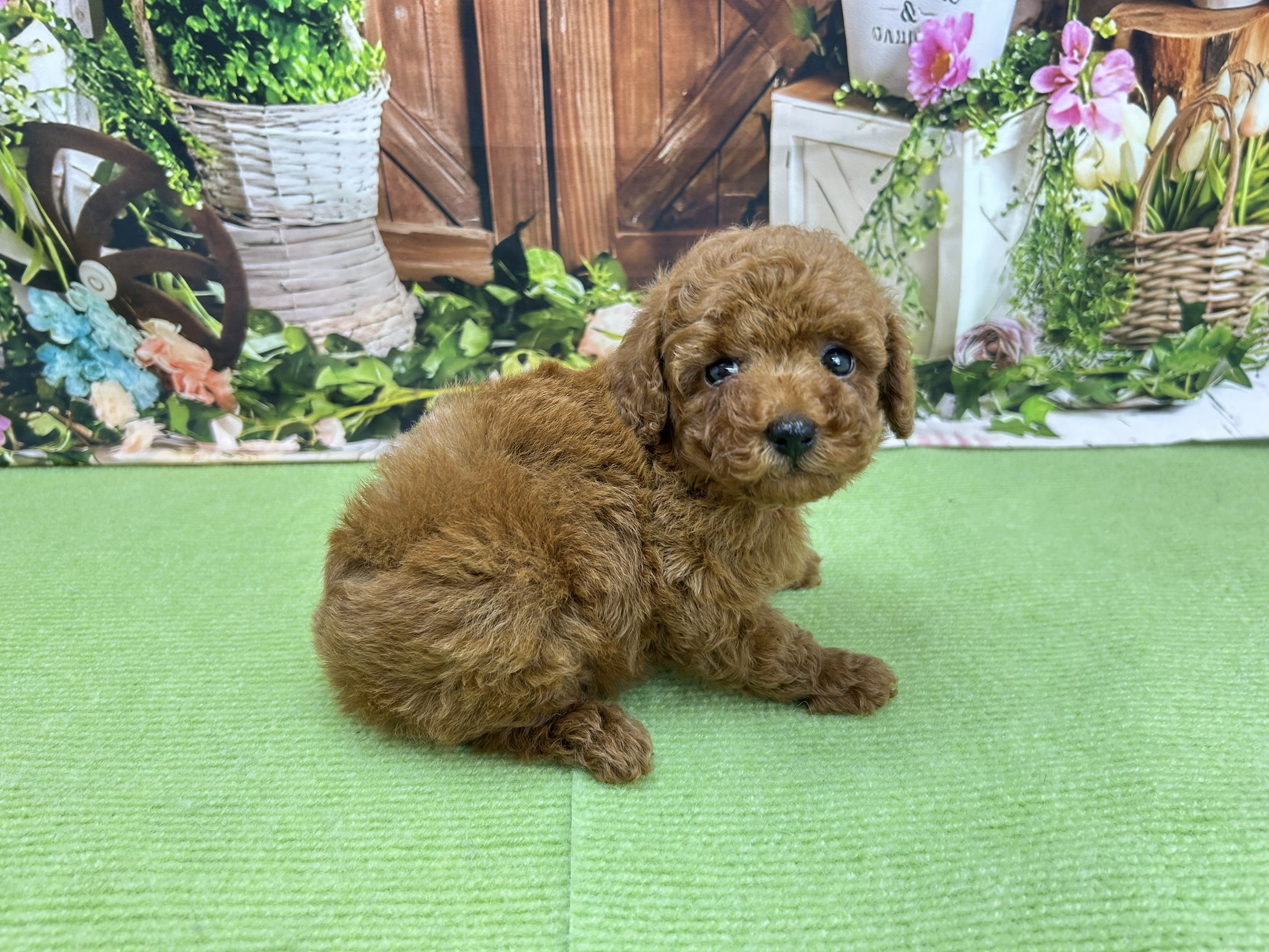 赤ちゃん写真3-2