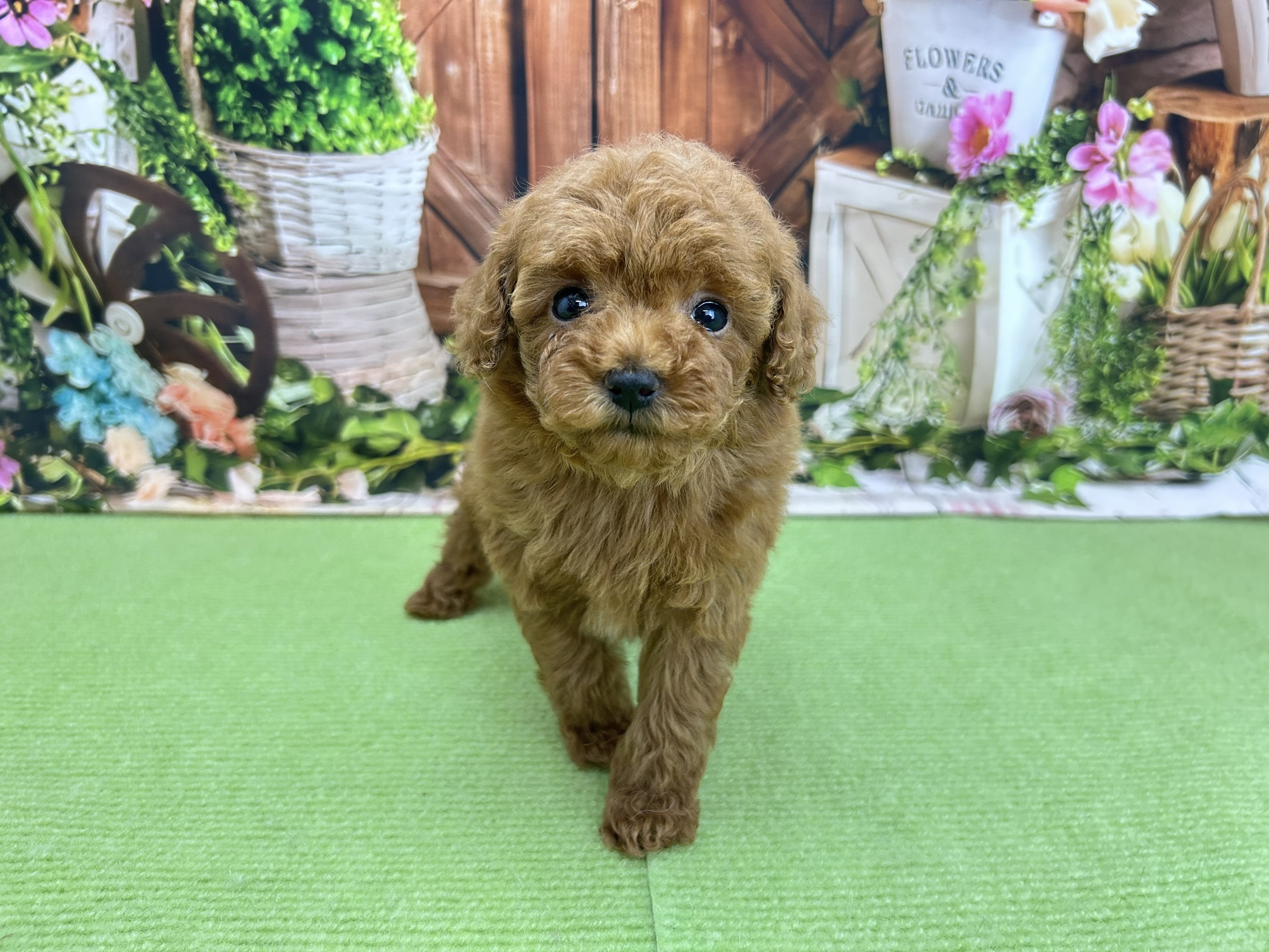 トイ・プードル