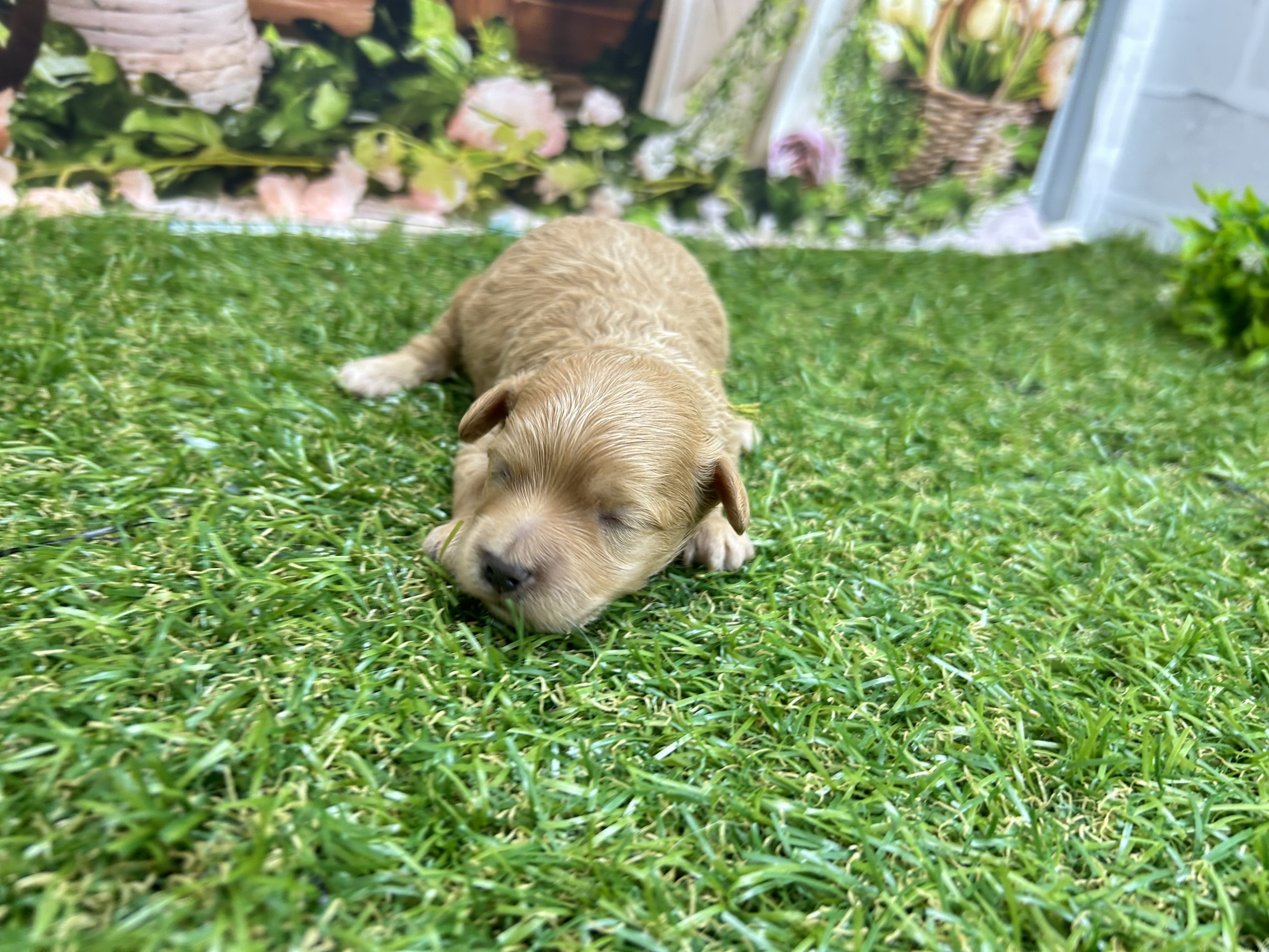 赤ちゃん写真1-1