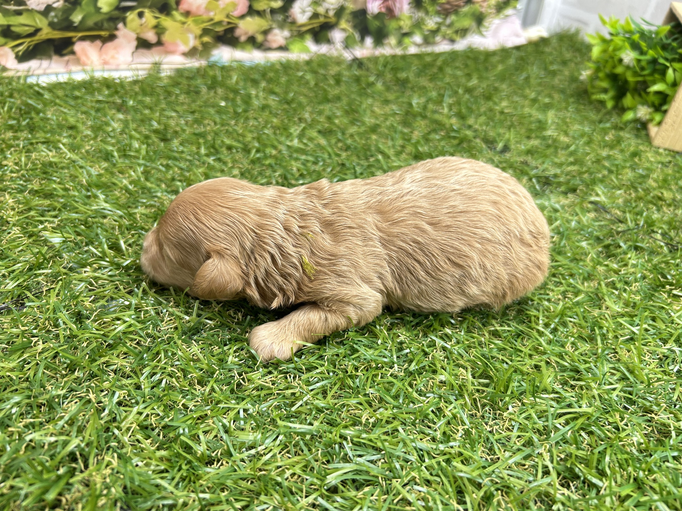 赤ちゃん写真1-2