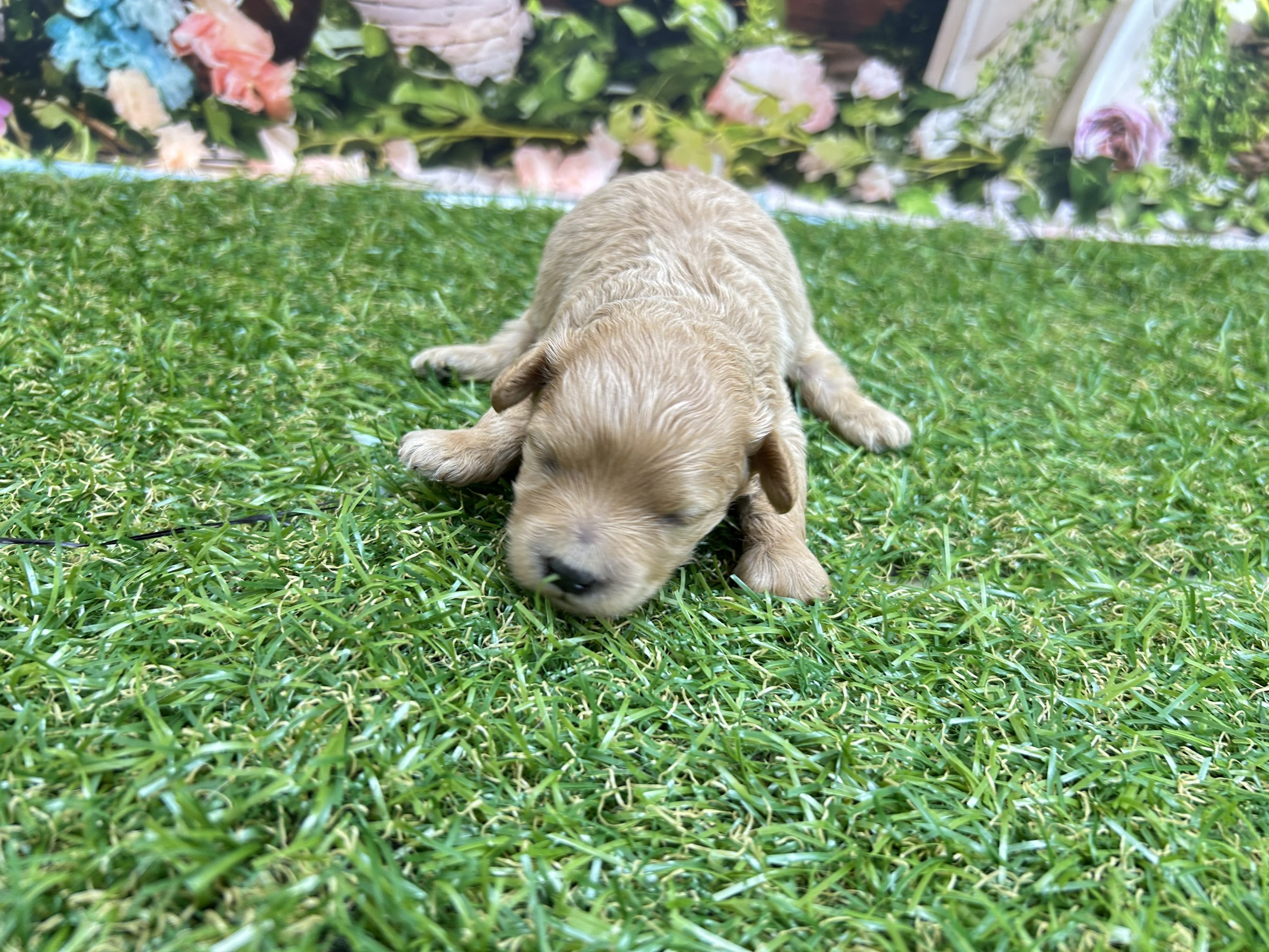 赤ちゃん写真1-1