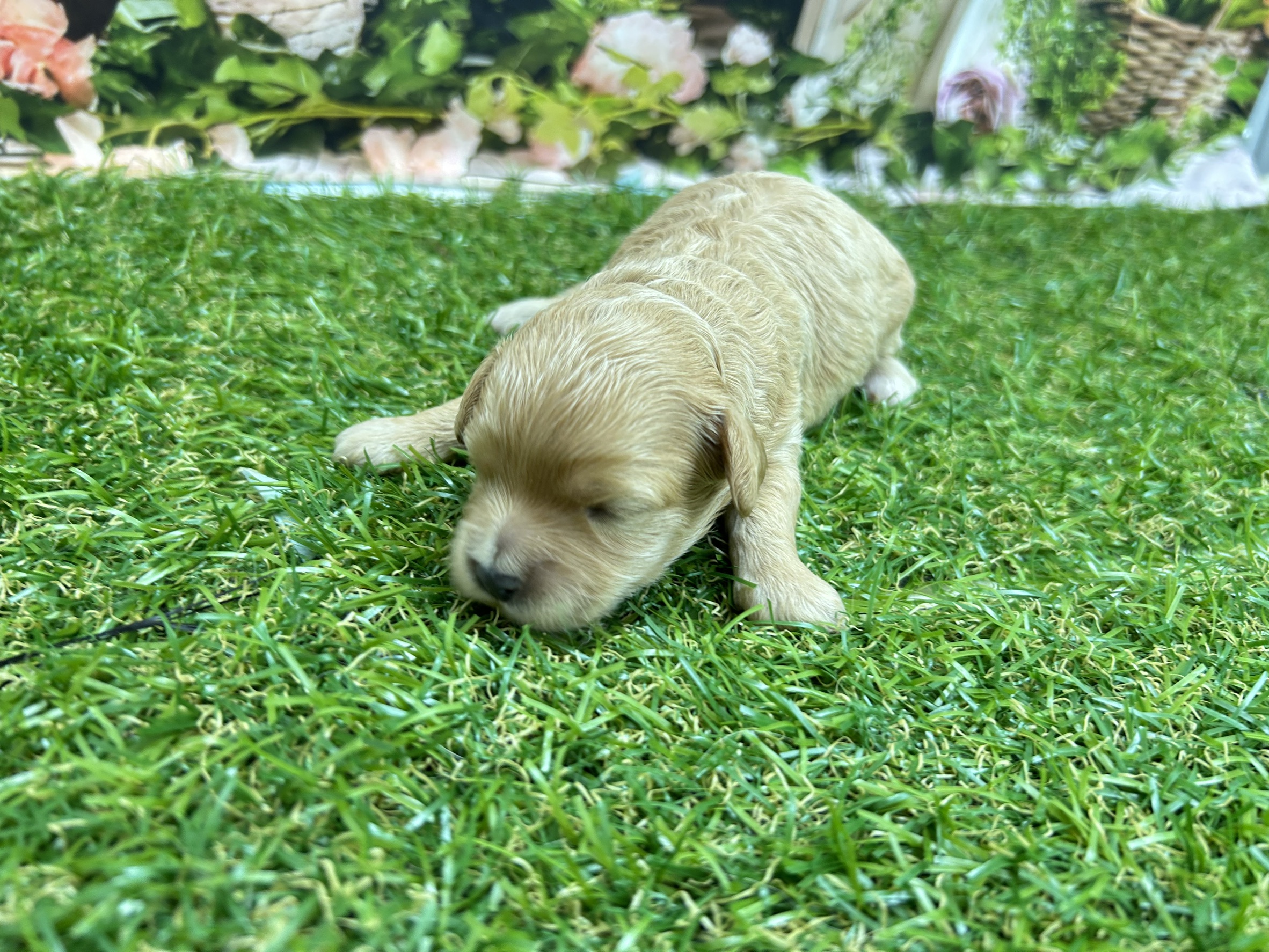 赤ちゃん写真1-1