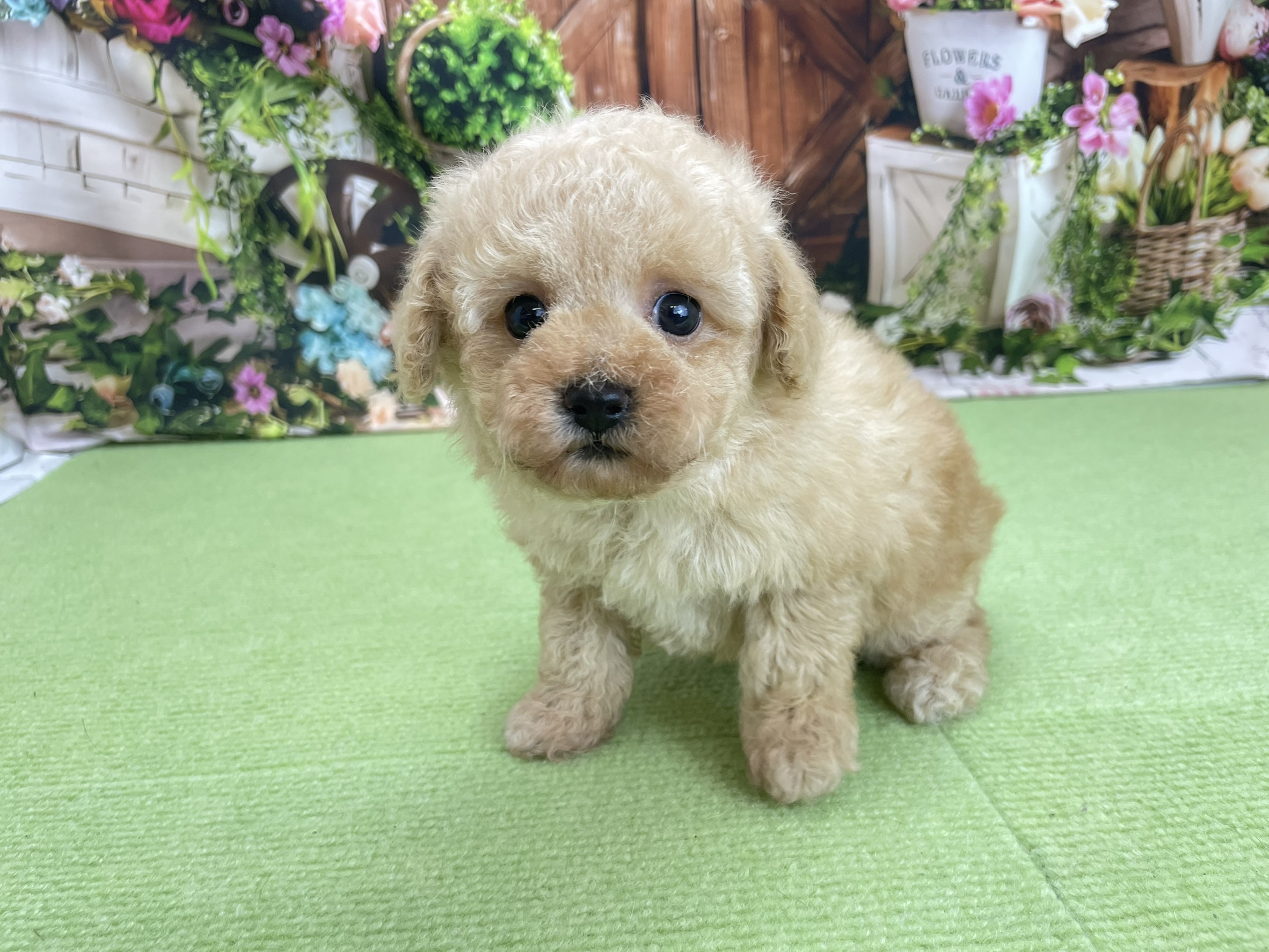 トイ・プードル