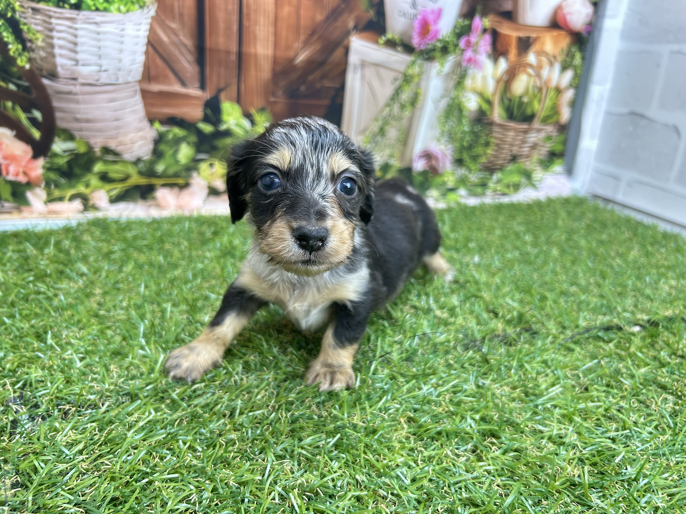 ミニチュア・ダックスフンド