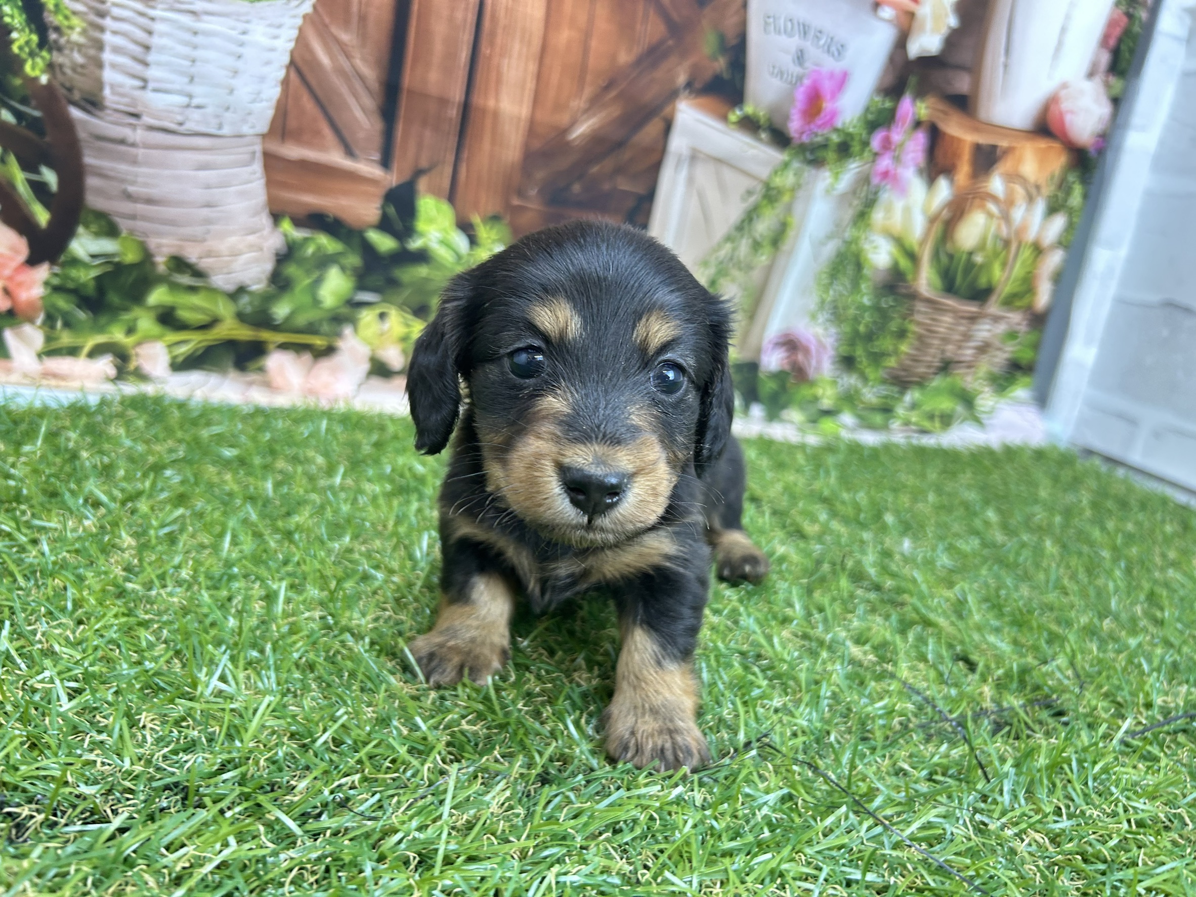 ミニチュア・ダックスフンド