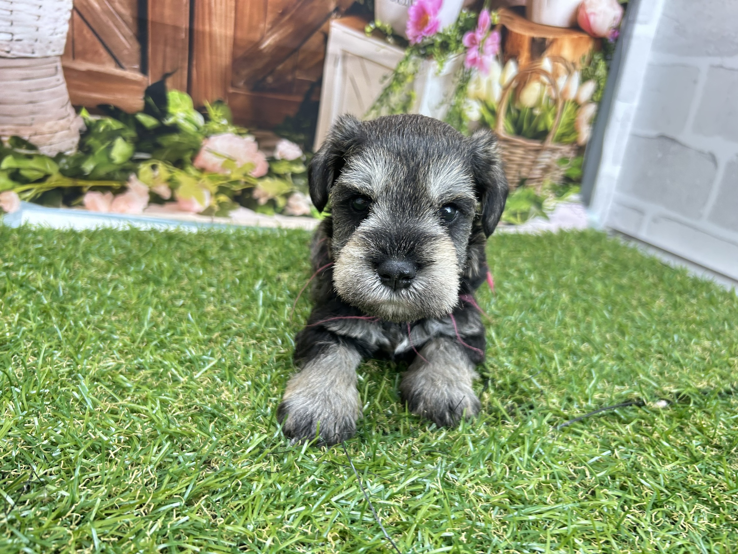 ミニチュア・シュナウザー