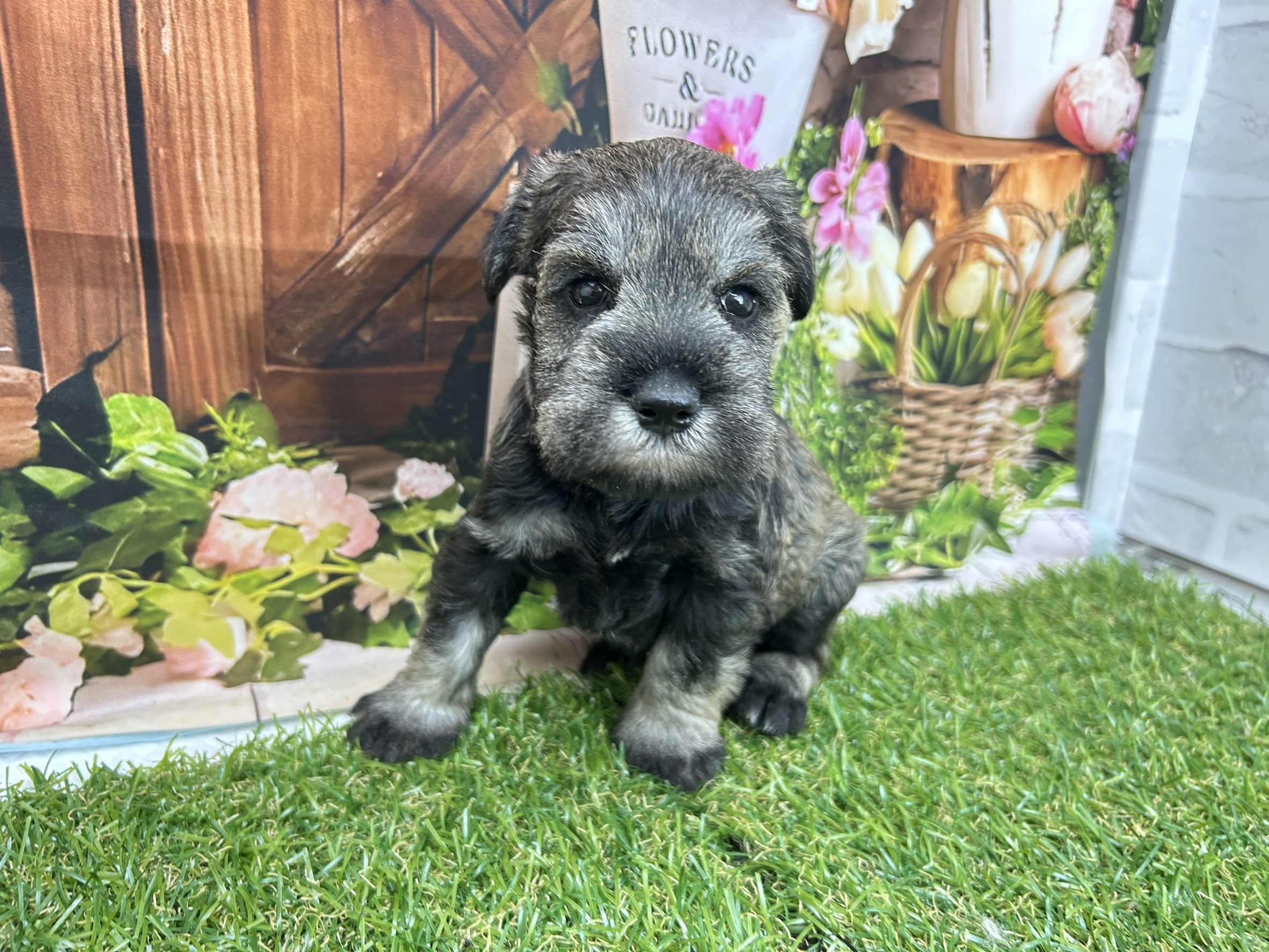 ミニチュア・シュナウザー