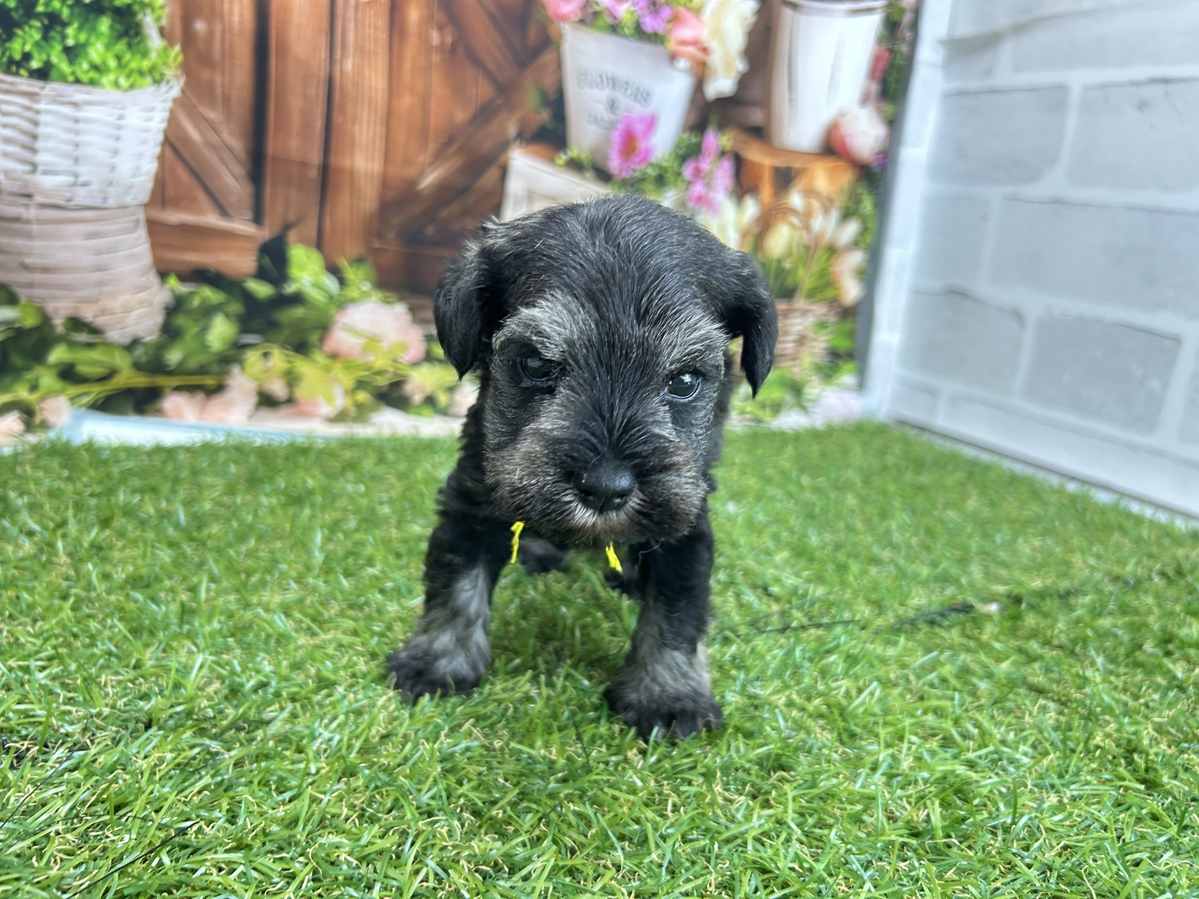 ミニチュア・シュナウザー