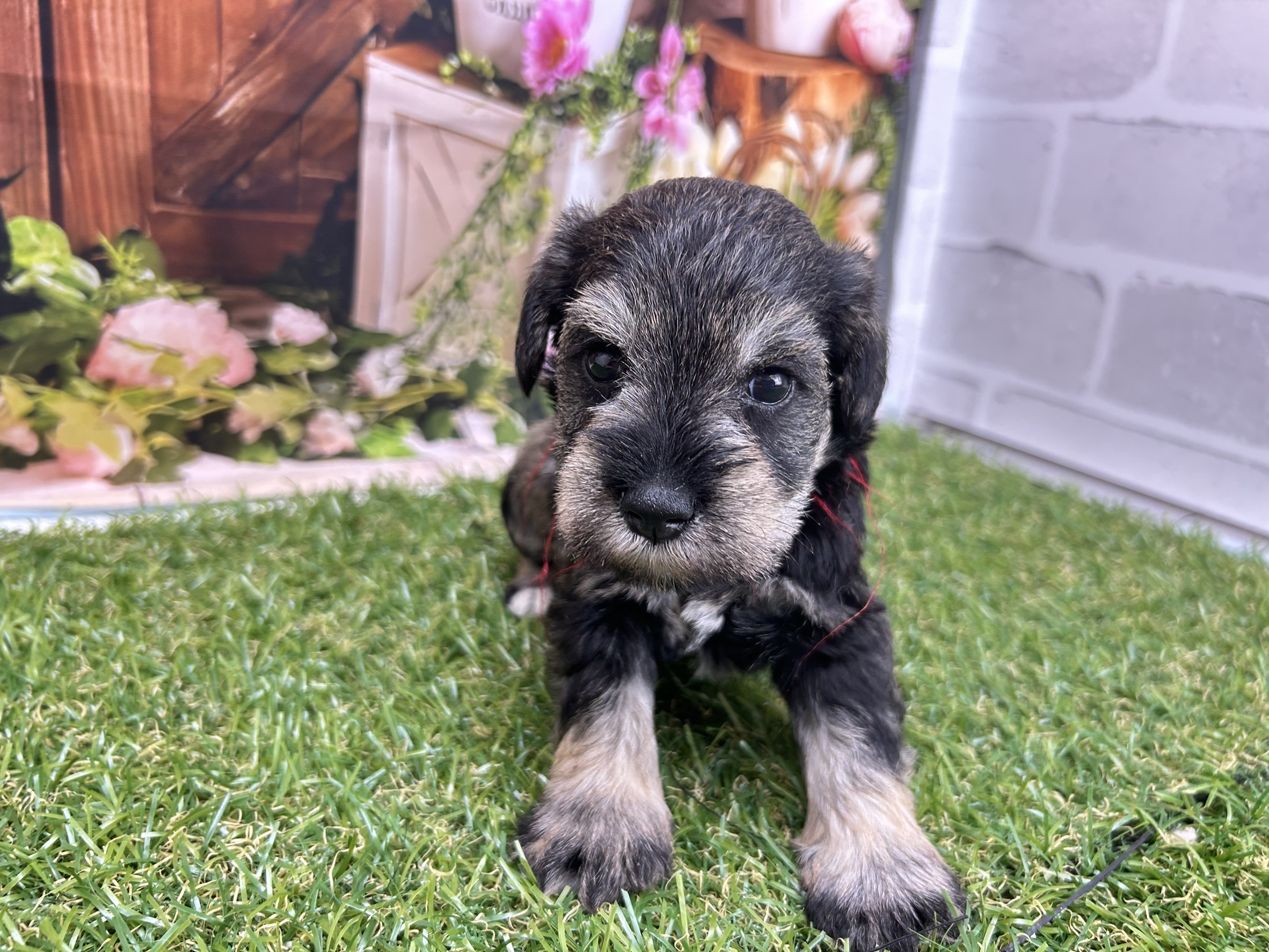 ミニチュア・シュナウザー