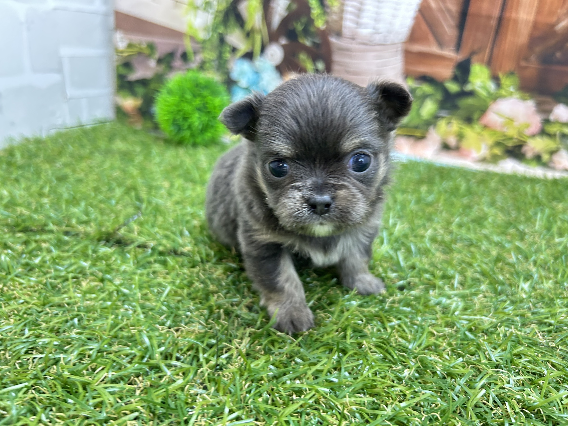 チワワ（ロングコート）