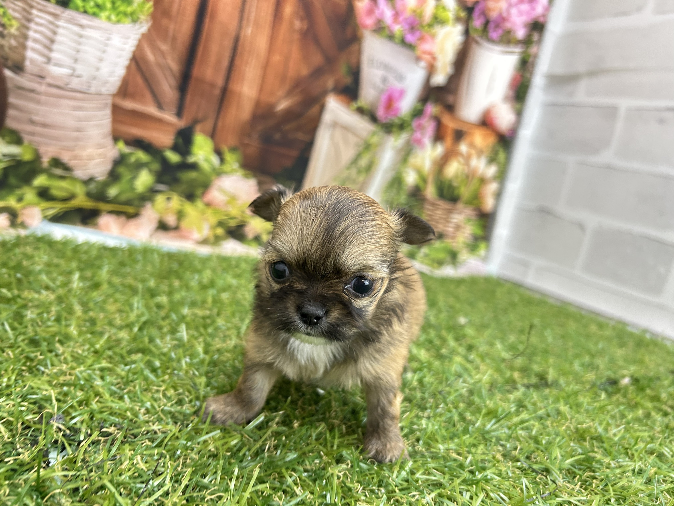 チワワ（ロングコート）