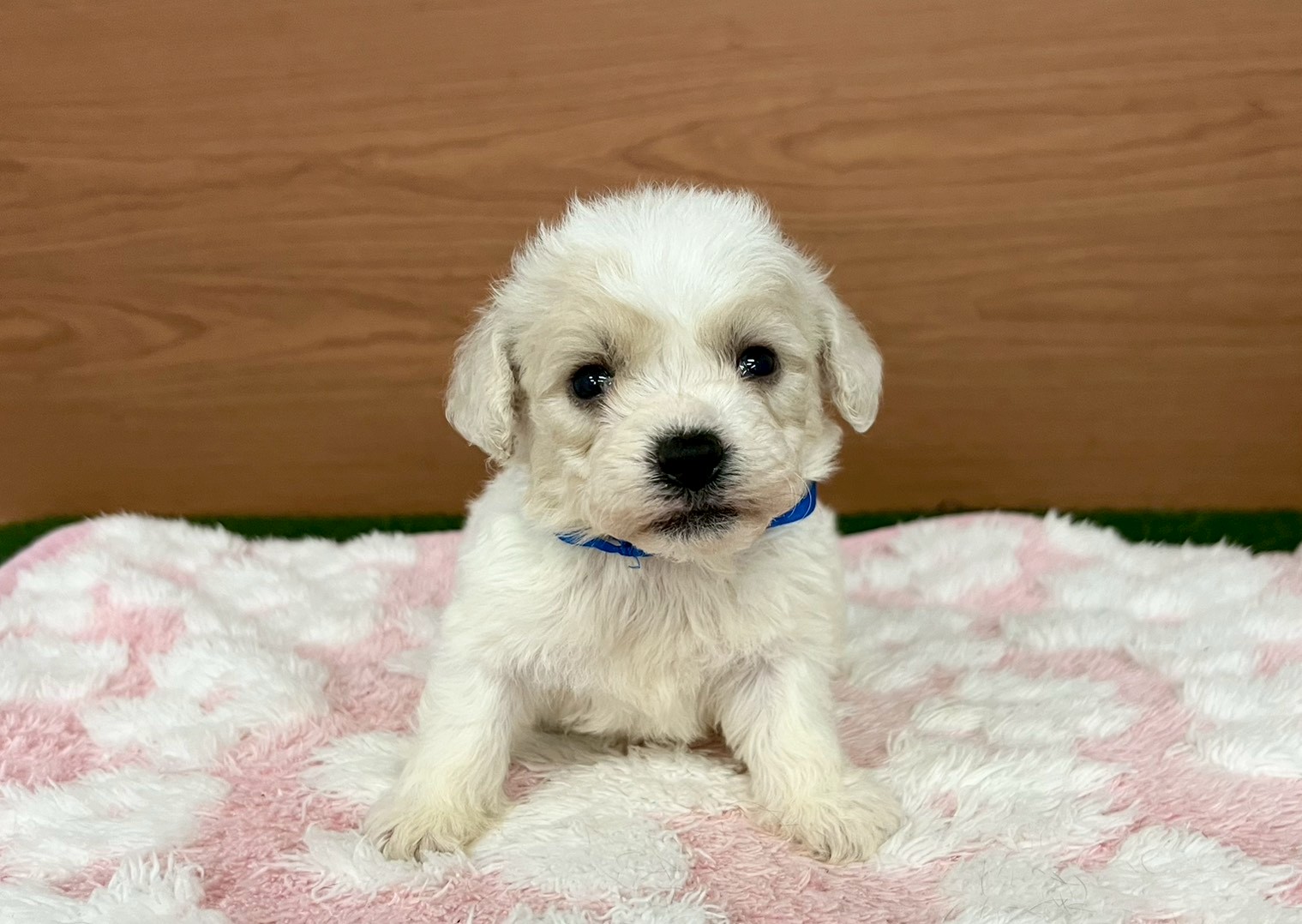 赤ちゃん写真2-1